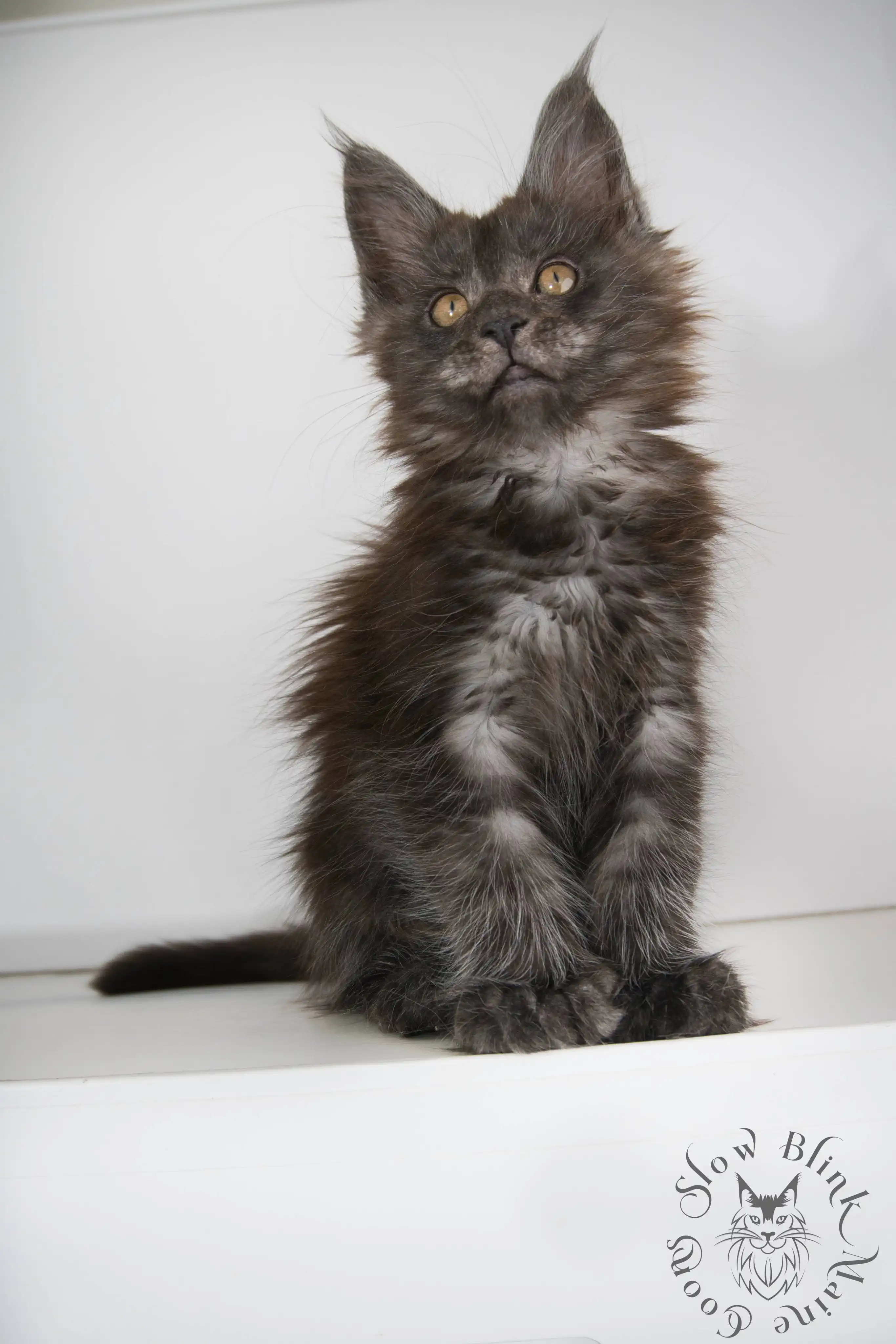Black Smoke Maine Coon Kittens > black smoke | maine coon kitten | ems code ns | slowblinkmainecoons | 991