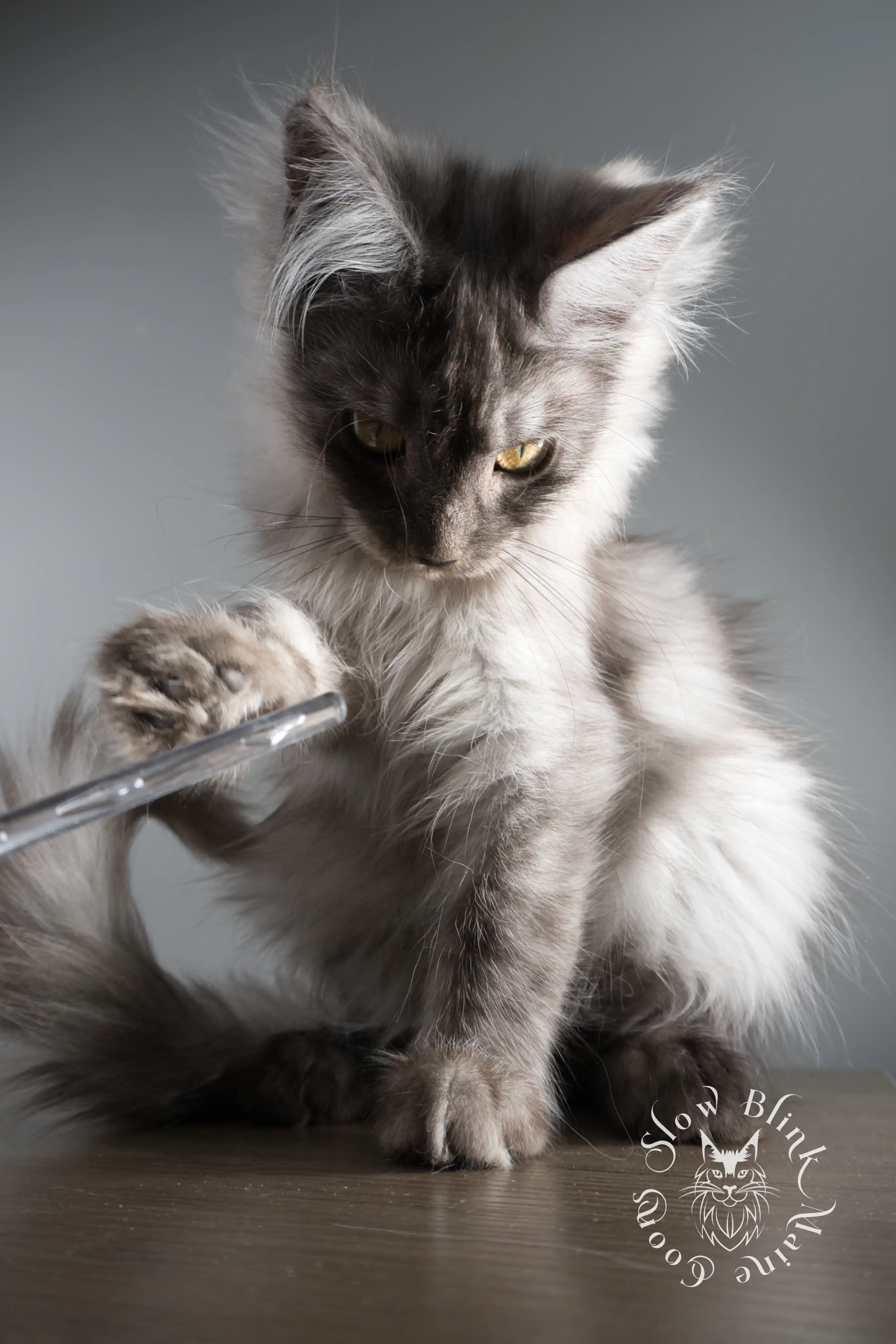 Black Smoke Maine Coon Kittens > black smoke | maine coon kitten | ems code ns | slowblinkmainecoons 05 10