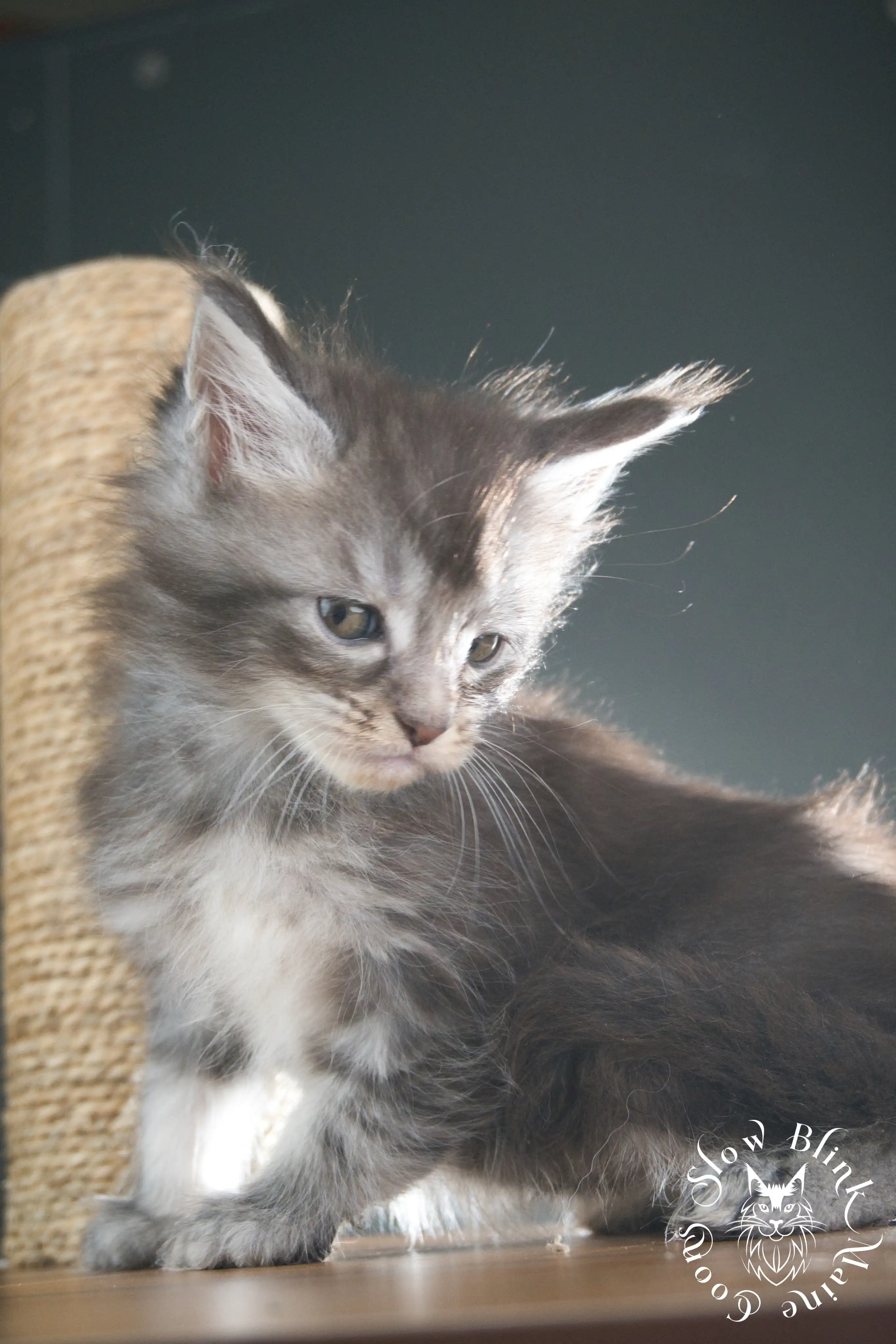 Blue Silver Tabby Maine Coon Kittens > blue silver tabby maine coon kitten | slowblinkmainecoons | 04