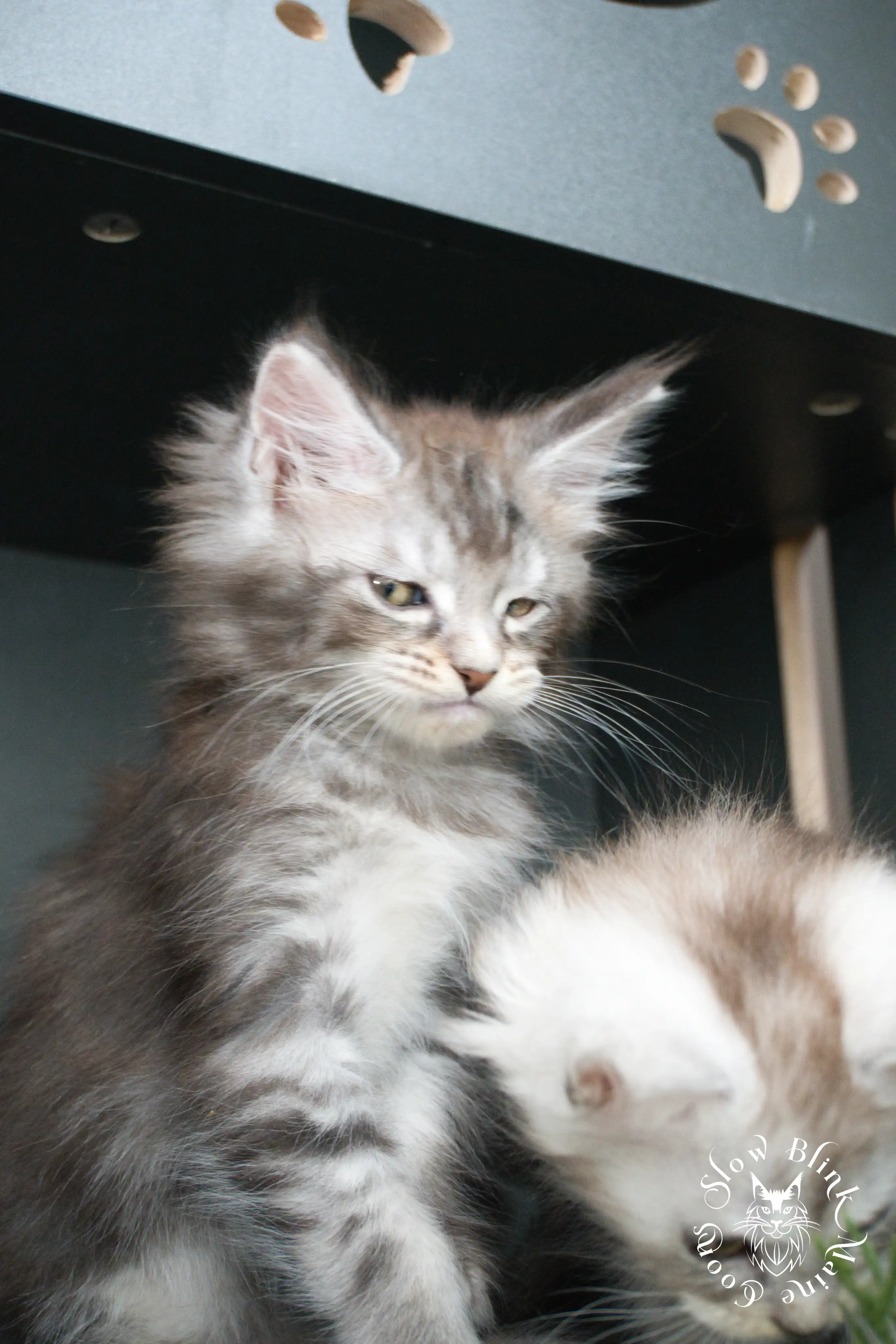 Blue Silver Tabby Maine Coon Kittens > blue silver tabby maine coon kitten | slowblinkmainecoons | 426