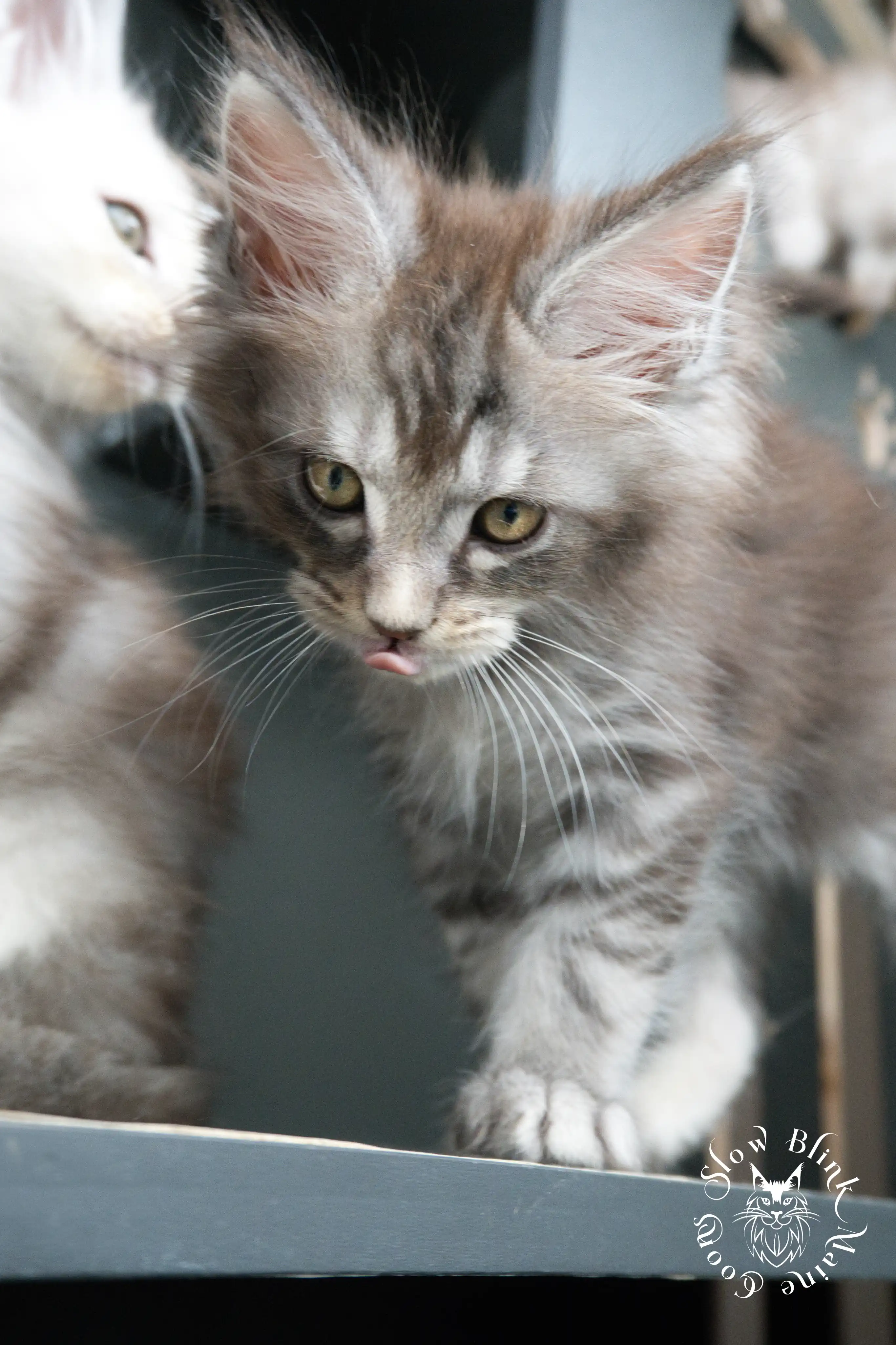 Blue Silver Tabby Maine Coon Kittens > blue silver tabby maine coon kitten | slowblinkmainecoons | 430