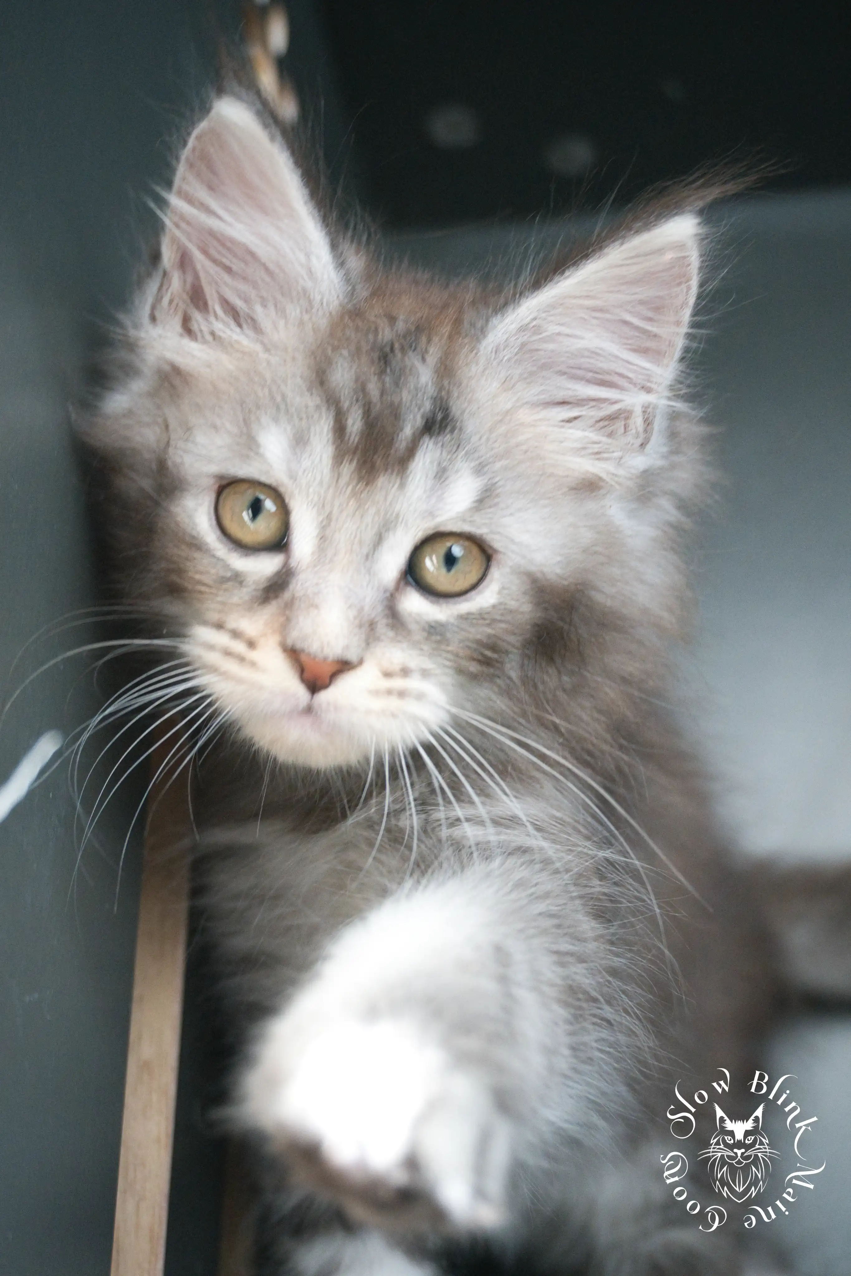 Blue Silver Tabby Maine Coon Kittens > blue silver tabby maine coon kitten | slowblinkmainecoons | 435