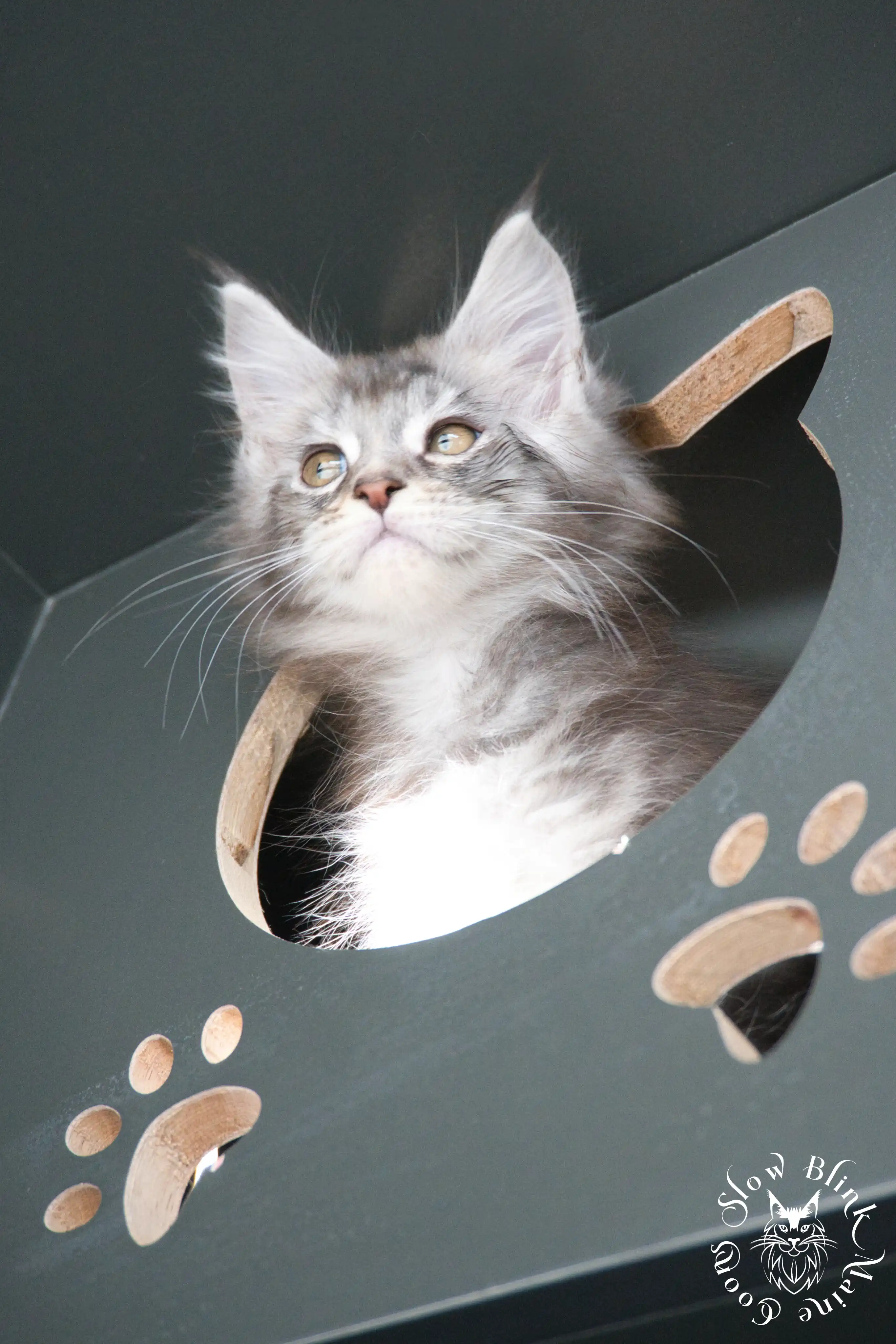 Blue Silver Tabby Maine Coon Kittens > blue silver tabby maine coon kitten | slowblinkmainecoons | 520