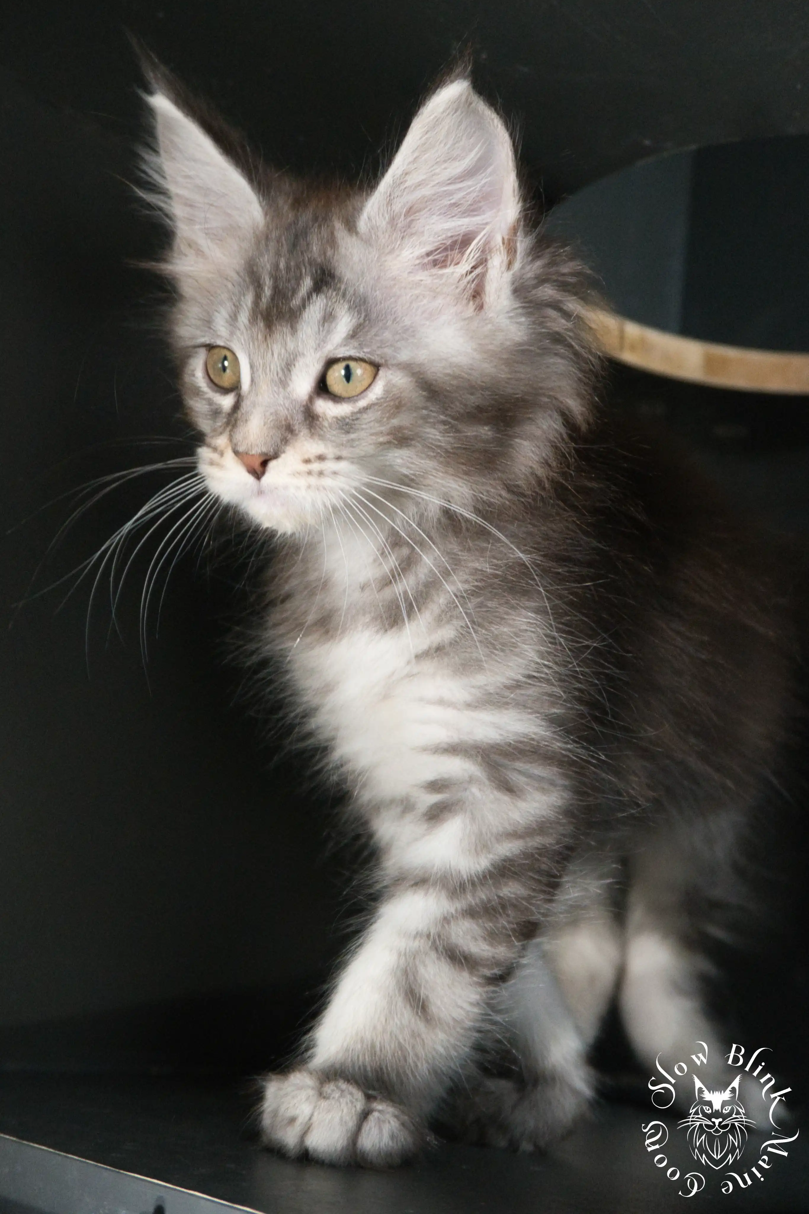 Blue Silver Tabby Maine Coon Kittens > blue silver tabby maine coon kitten | slowblinkmainecoons | 521