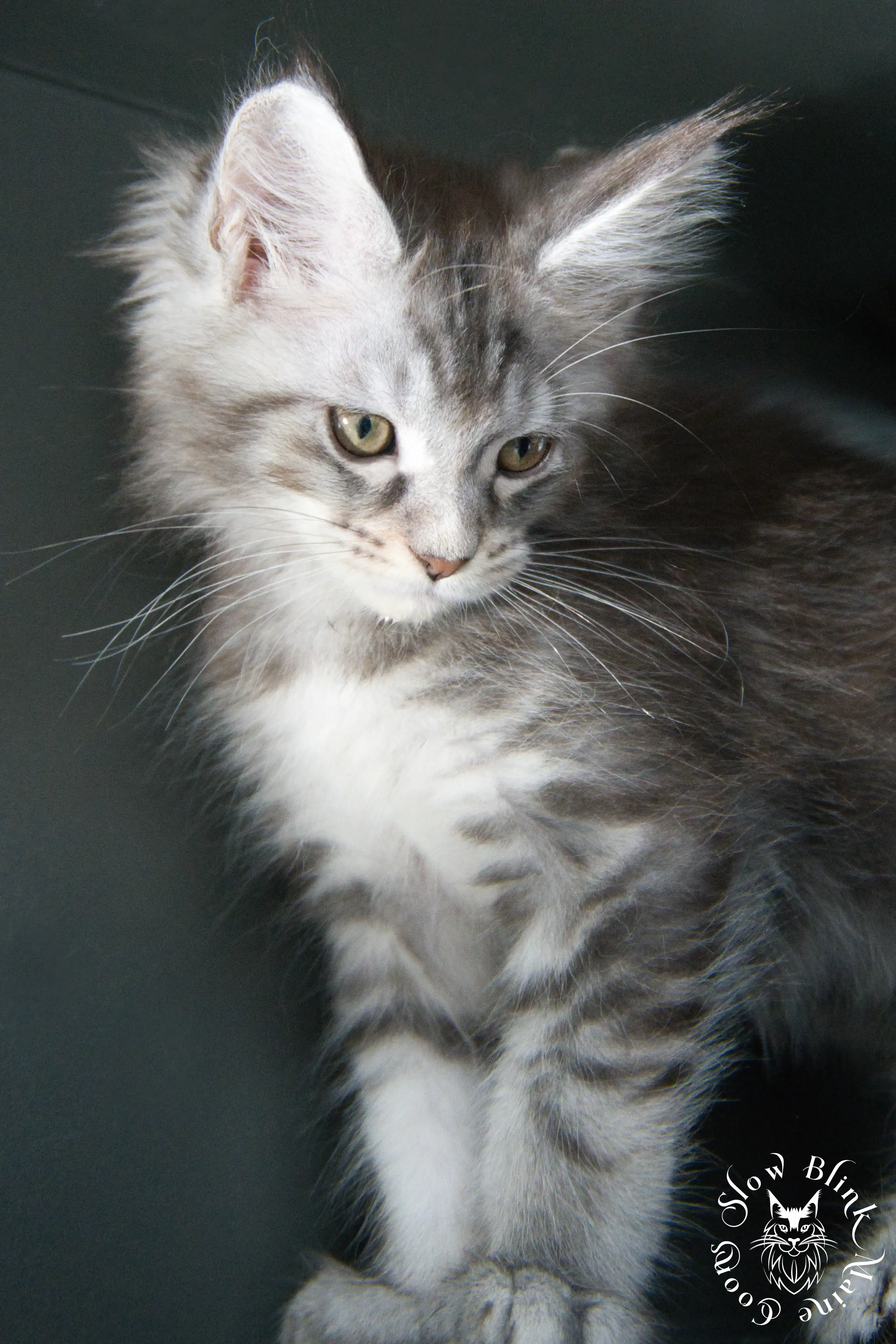 Blue Silver Tabby Maine Coon Kittens > blue silver tabby maine coon kitten | slowblinkmainecoons | 524