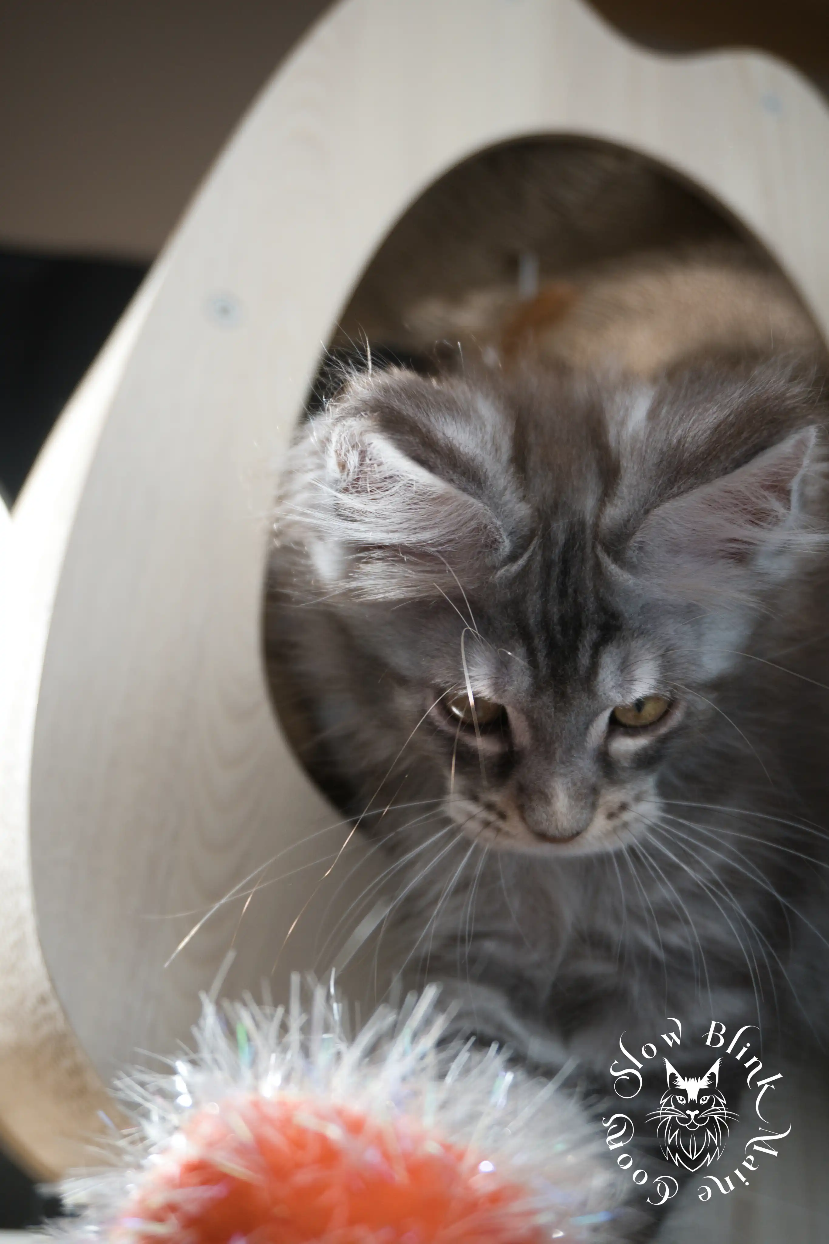 Blue Silver Tabby Maine Coon Kittens > blue silver tabby maine coon kitten | slowblinkmainecoons | 613
