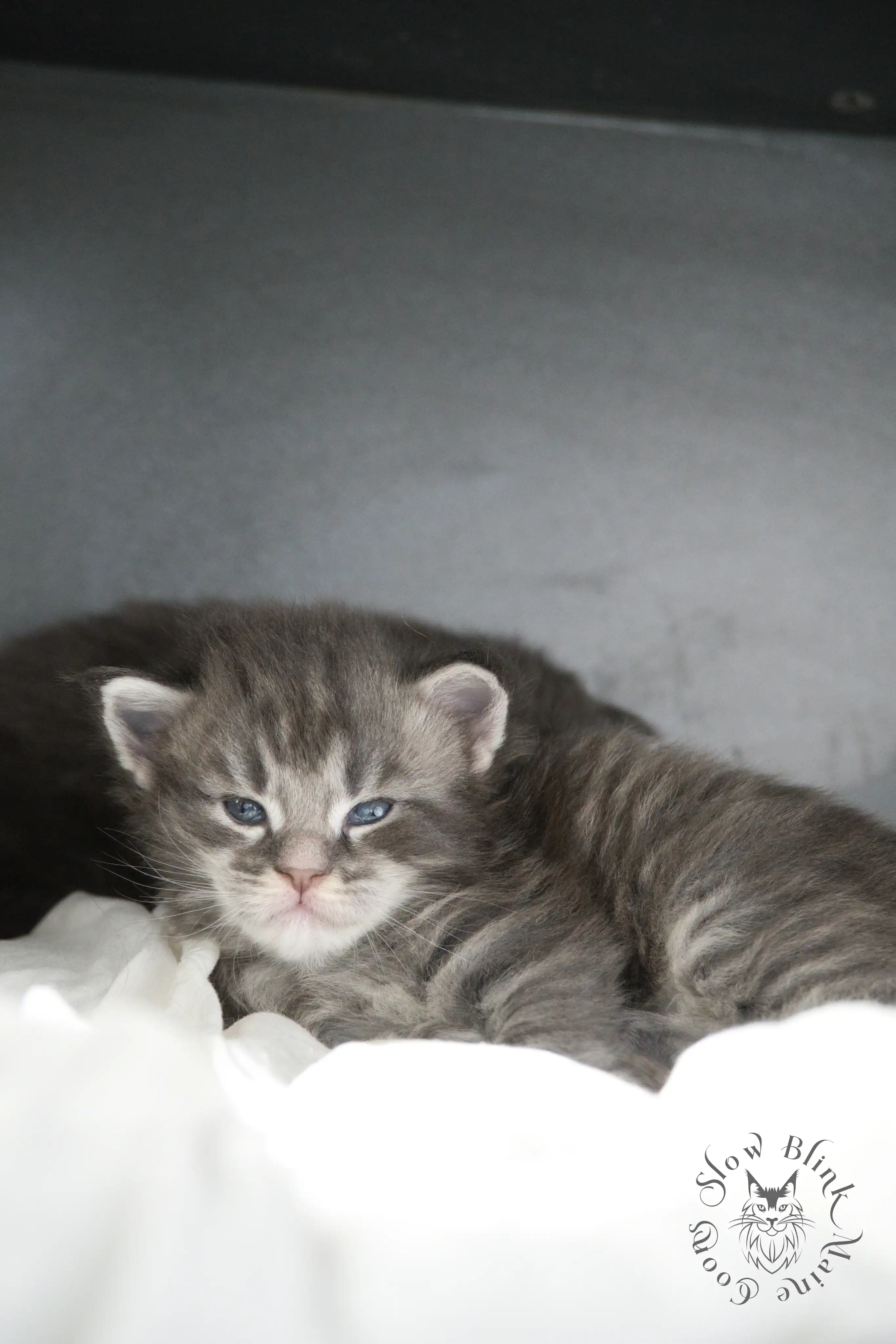 Blue Silver Tabby Maine Coon Kittens > blue silver tabby maine coon kitten | slowblinkmainecoons | 789