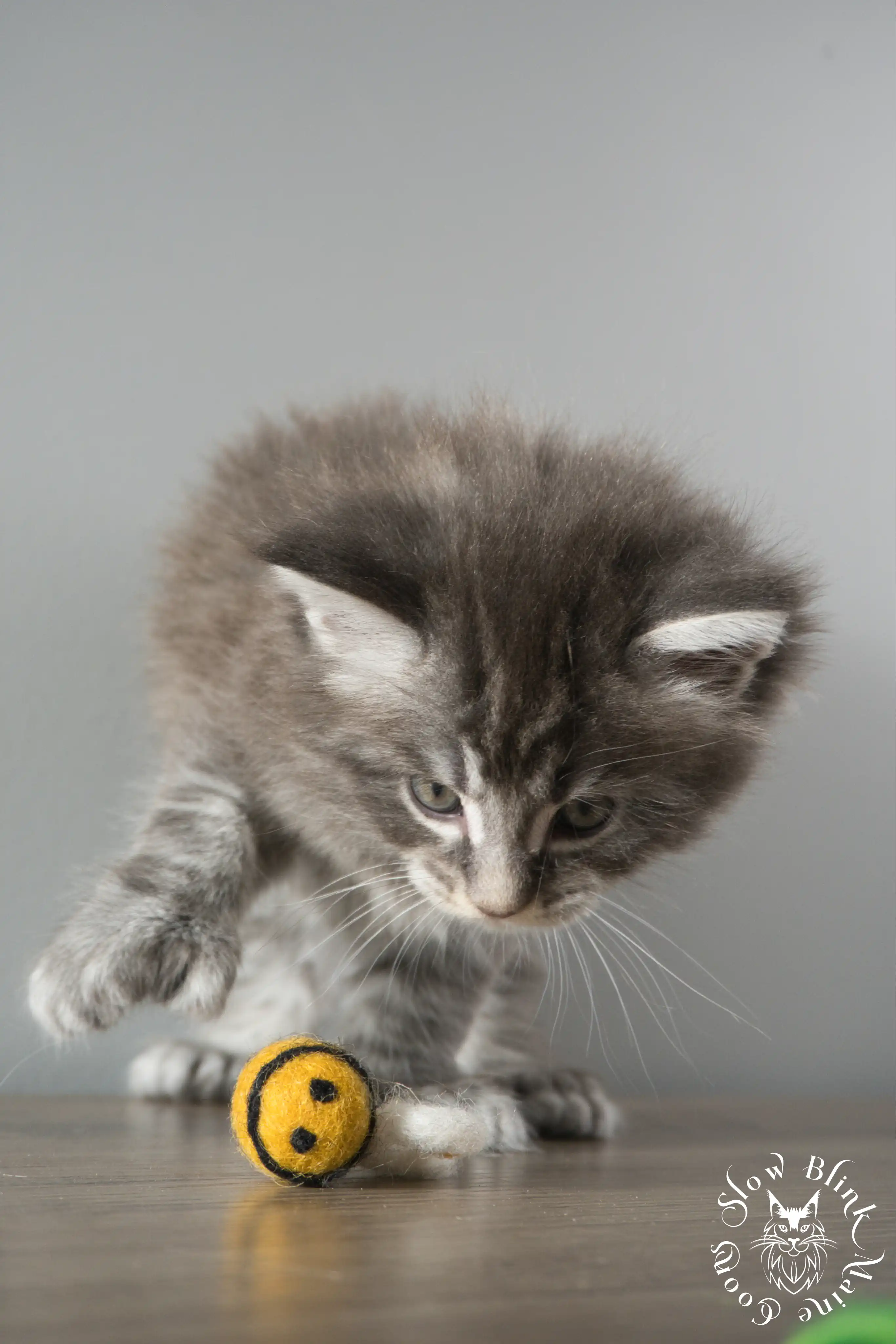 Blue Silver Tabby Maine Coon Kittens > blue silver tabby maine coon kitten | slowblinkmainecoons | 894