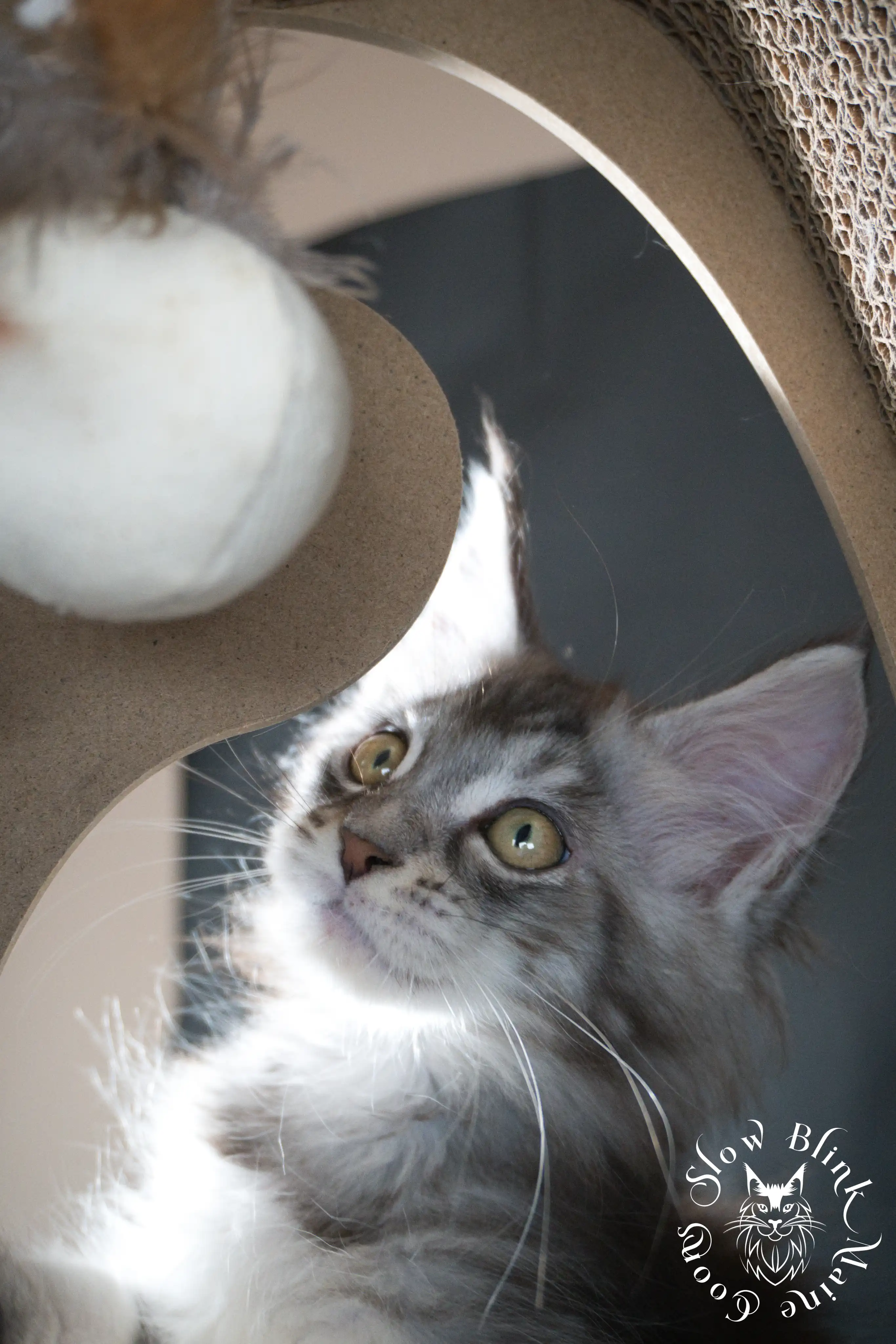 Blue Silver Tabby Maine Coon Kittens > blue silver tabby maine coon kitten | slowblinkmainecoons | 954