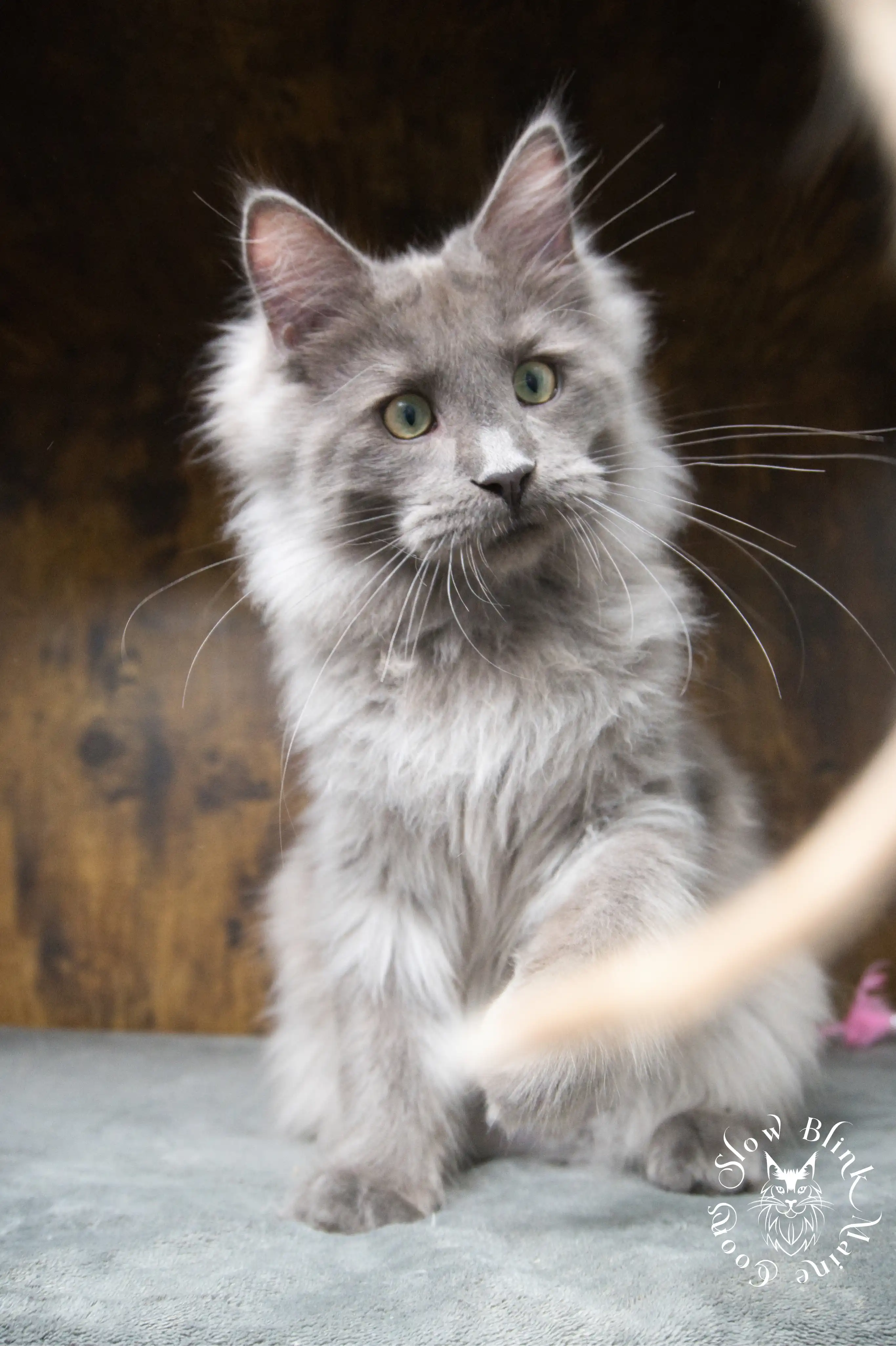 Blue Smoke Maine Coon Kittens > blue smoke | maine coon kitten | ems code as | slowblinkmainecoons | 03