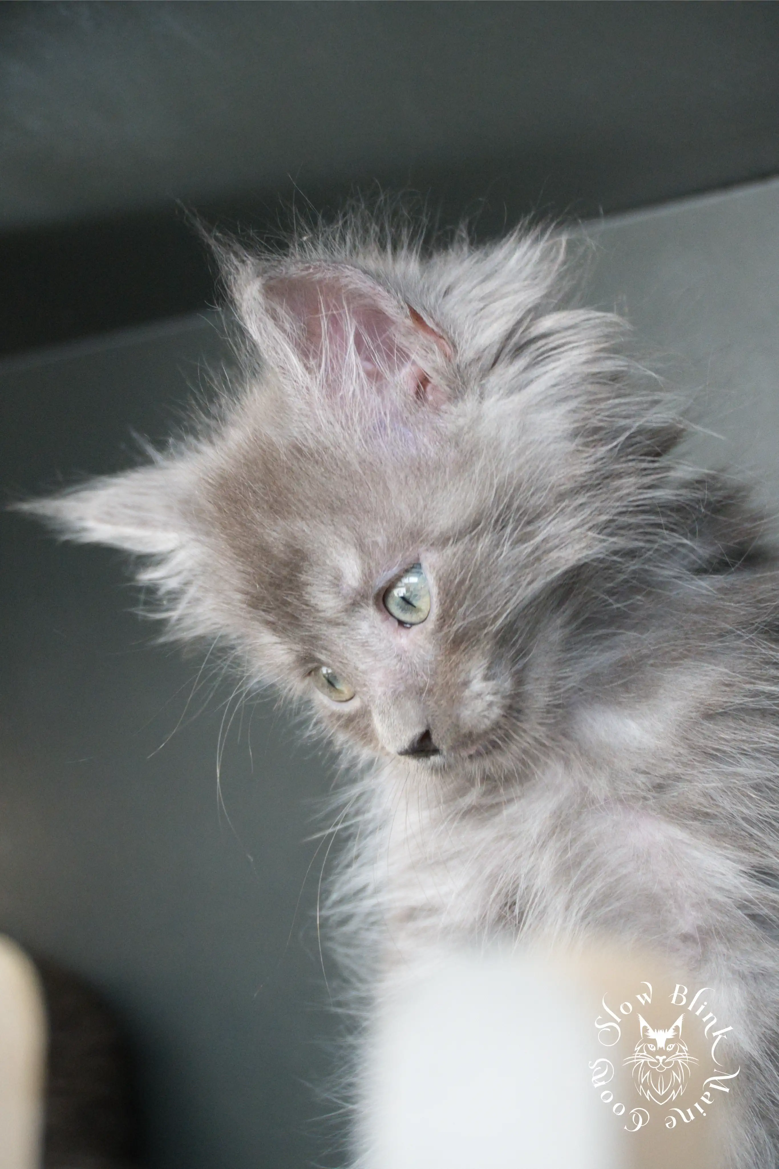 Blue Smoke Maine Coon Kittens > blue smoke | maine coon kitten | ems code as | slowblinkmainecoons | 534