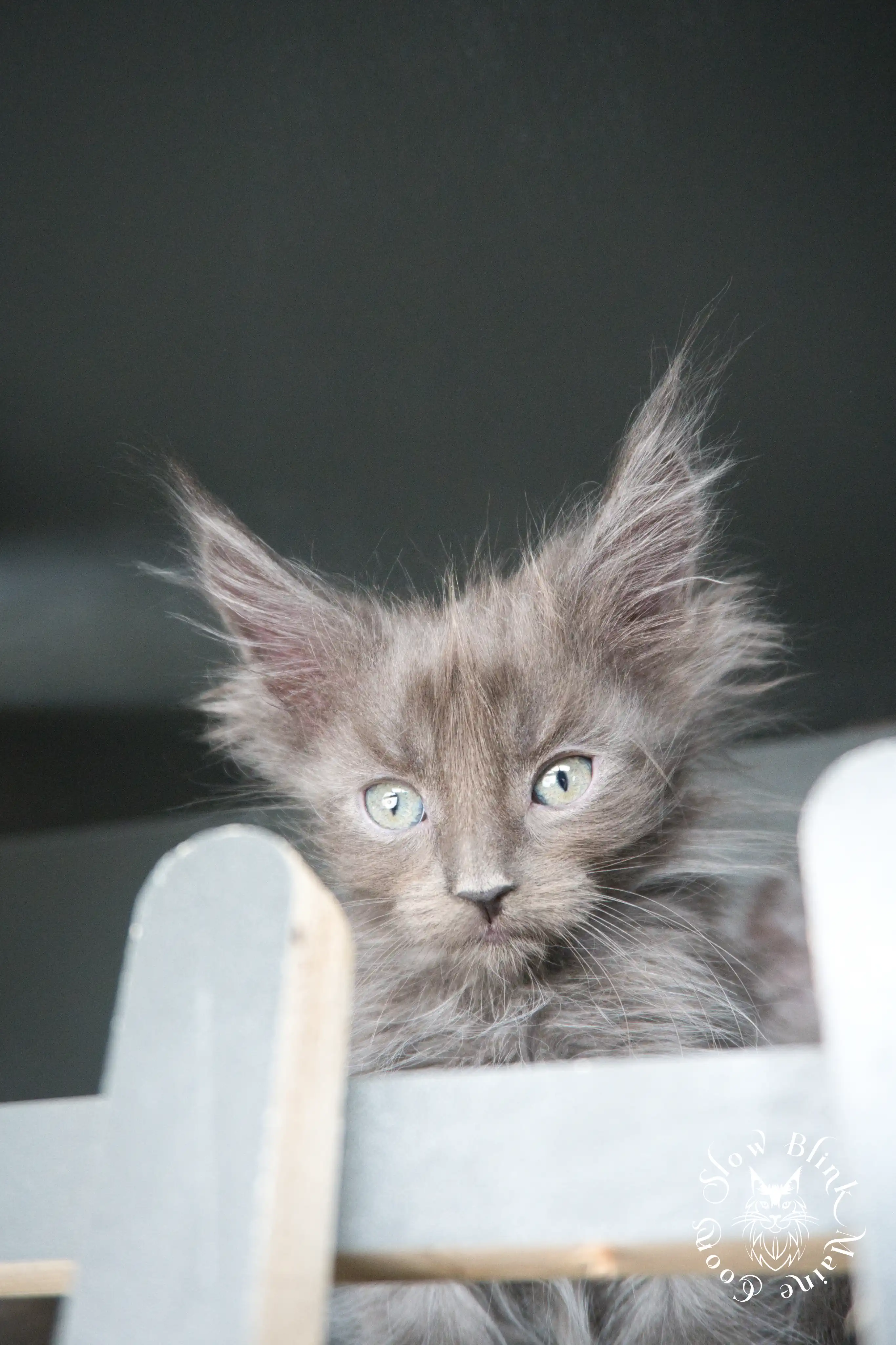 Blue Smoke Maine Coon Kittens > blue smoke | maine coon kitten | ems code as | slowblinkmainecoons | 535