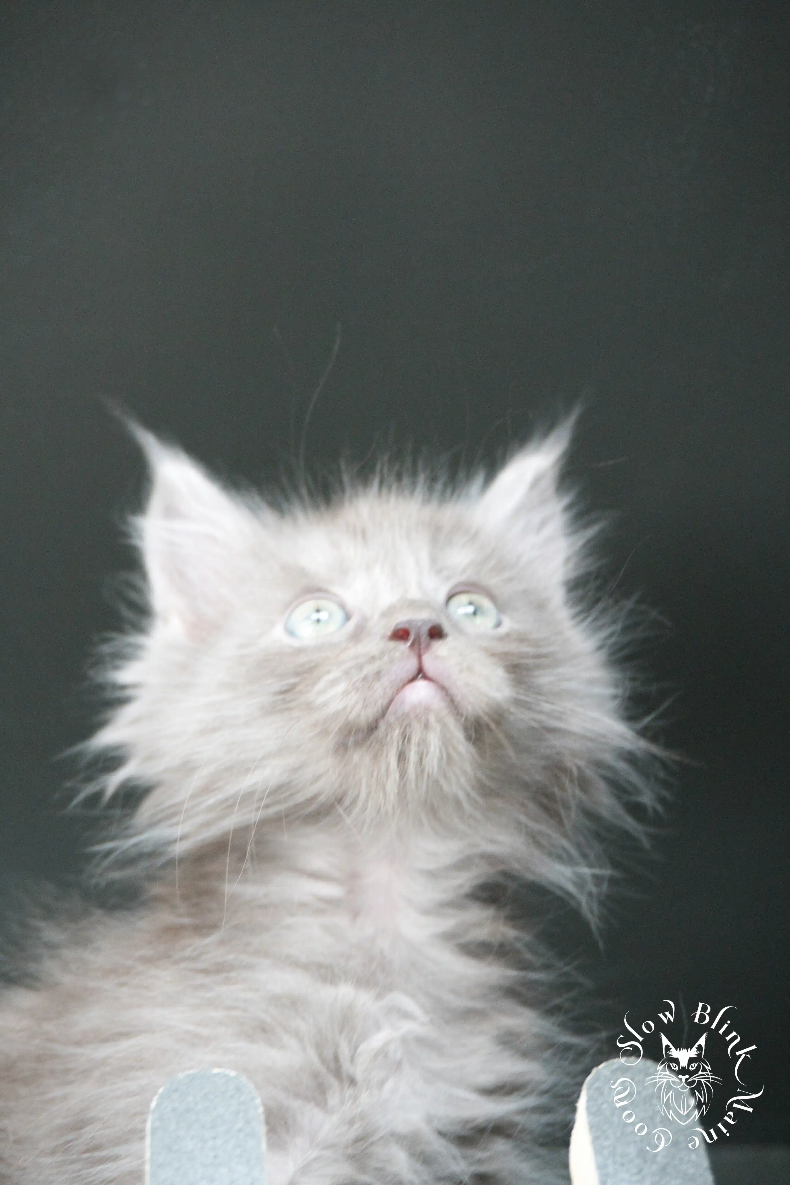 Blue Smoke Maine Coon Kittens > blue smoke | maine coon kitten | ems code as | slowblinkmainecoons | 536