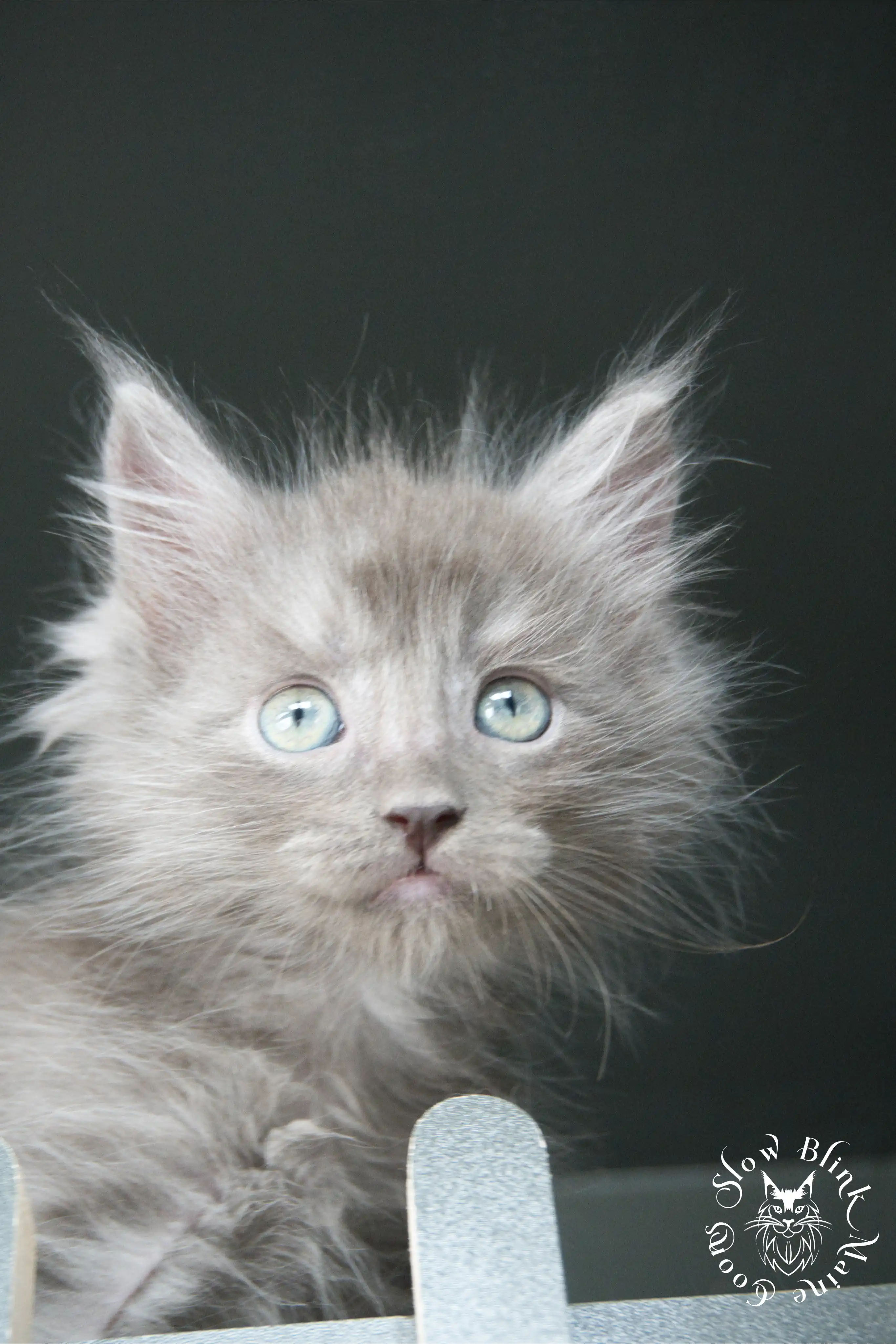 Blue Smoke Maine Coon Kittens > blue smoke | maine coon kitten | ems code as | slowblinkmainecoons | 537
