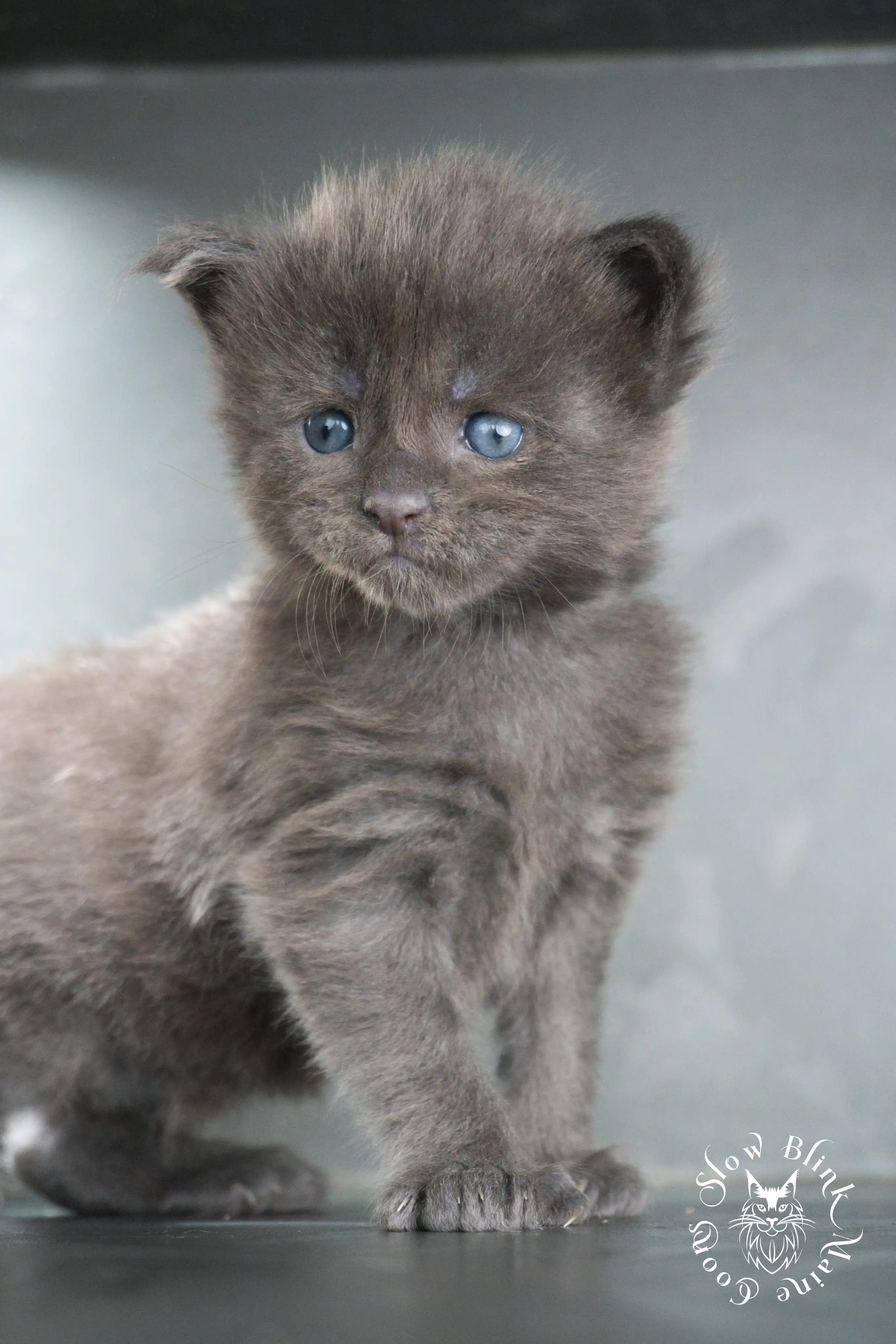 Blue Smoke Maine Coon Kittens > blue smoke | maine coon kitten | ems code as | slowblinkmainecoons | 790
