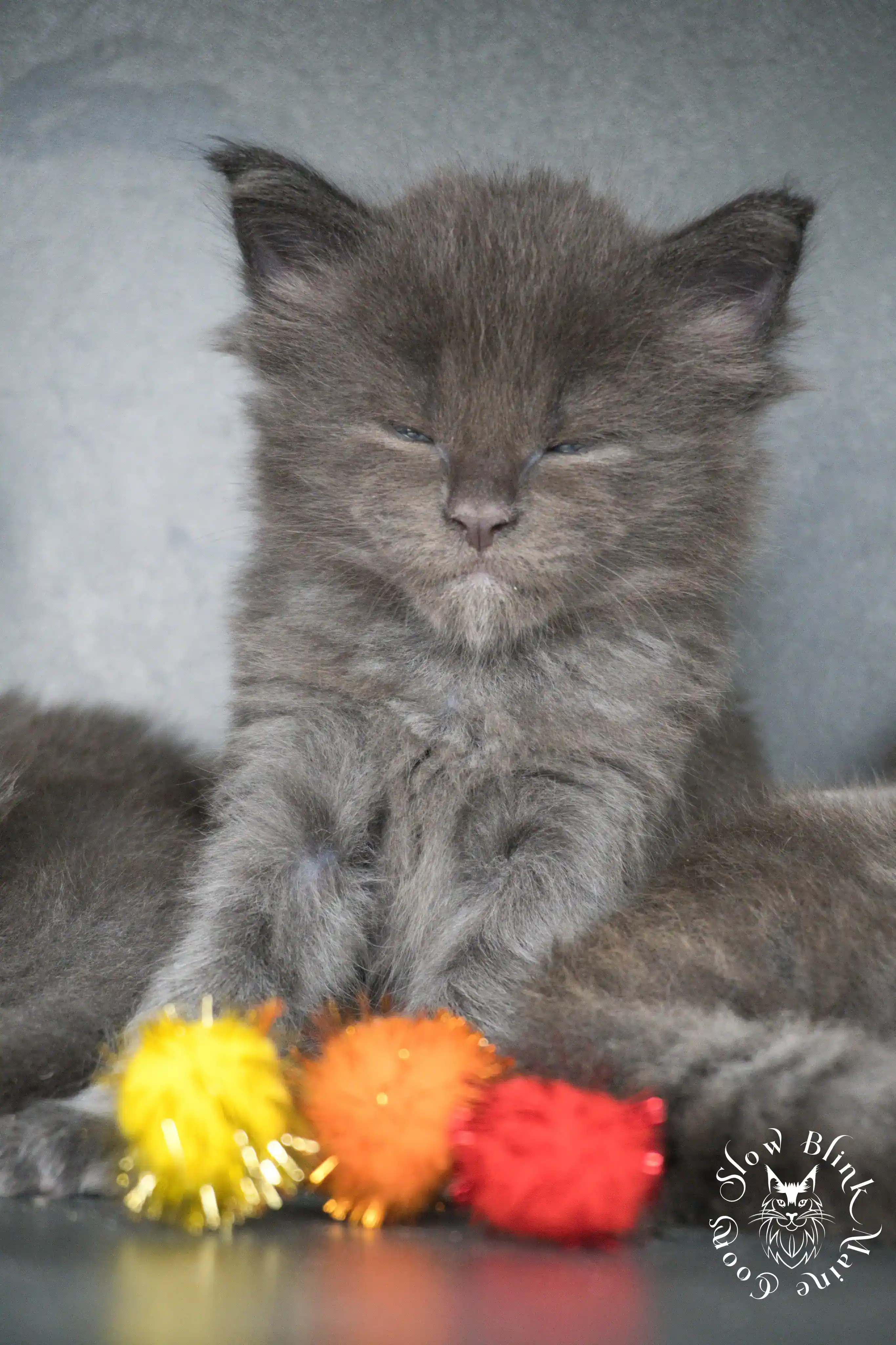 Blue Smoke Maine Coon Kittens > blue smoke | maine coon kitten | ems code as | slowblinkmainecoons | 829