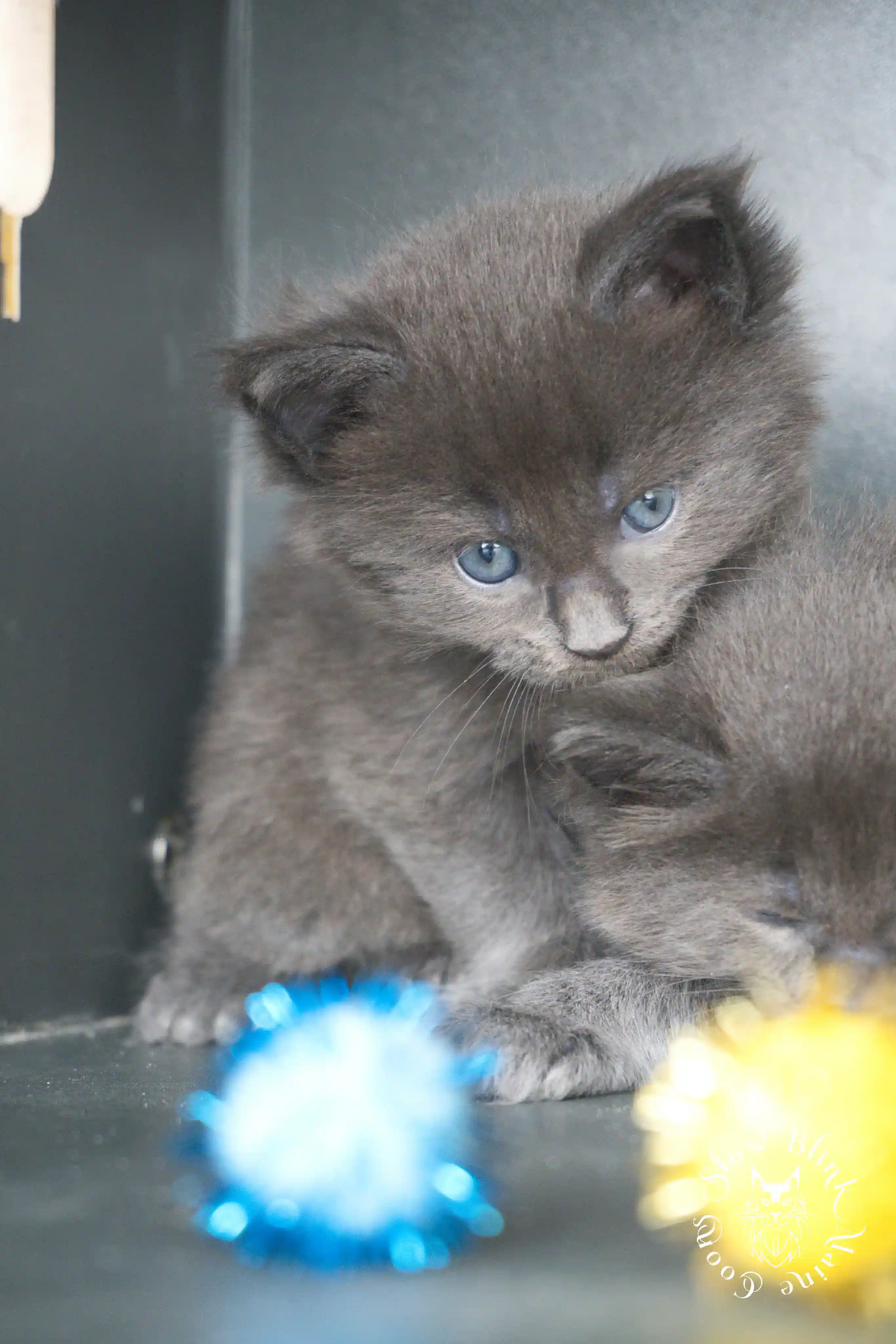 Blue Smoke Maine Coon Kittens > blue smoke | maine coon kitten | ems code as | slowblinkmainecoons | 831