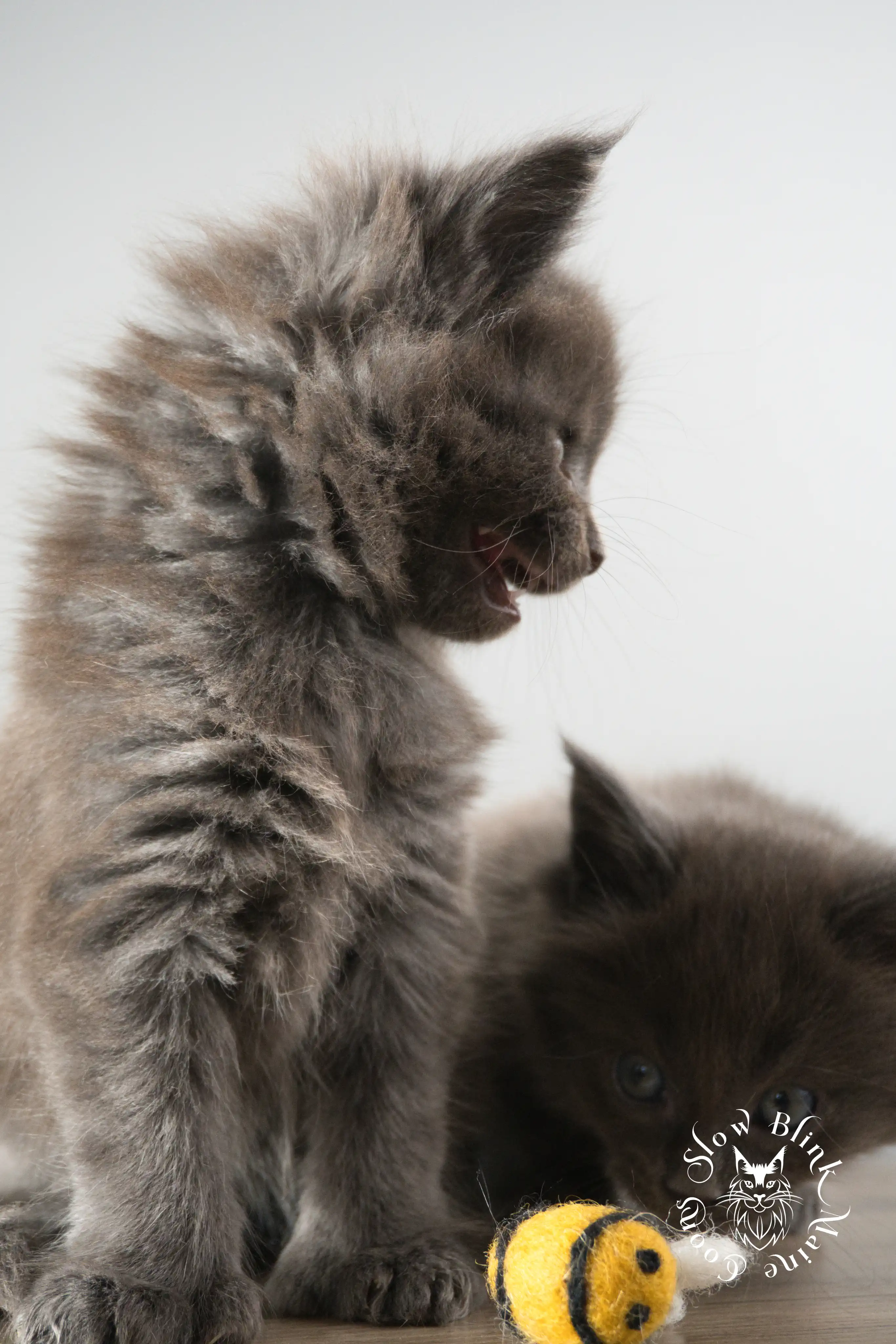 Blue Smoke Maine Coon Kittens > blue smoke | maine coon kitten | ems code as | slowblinkmainecoons | 887