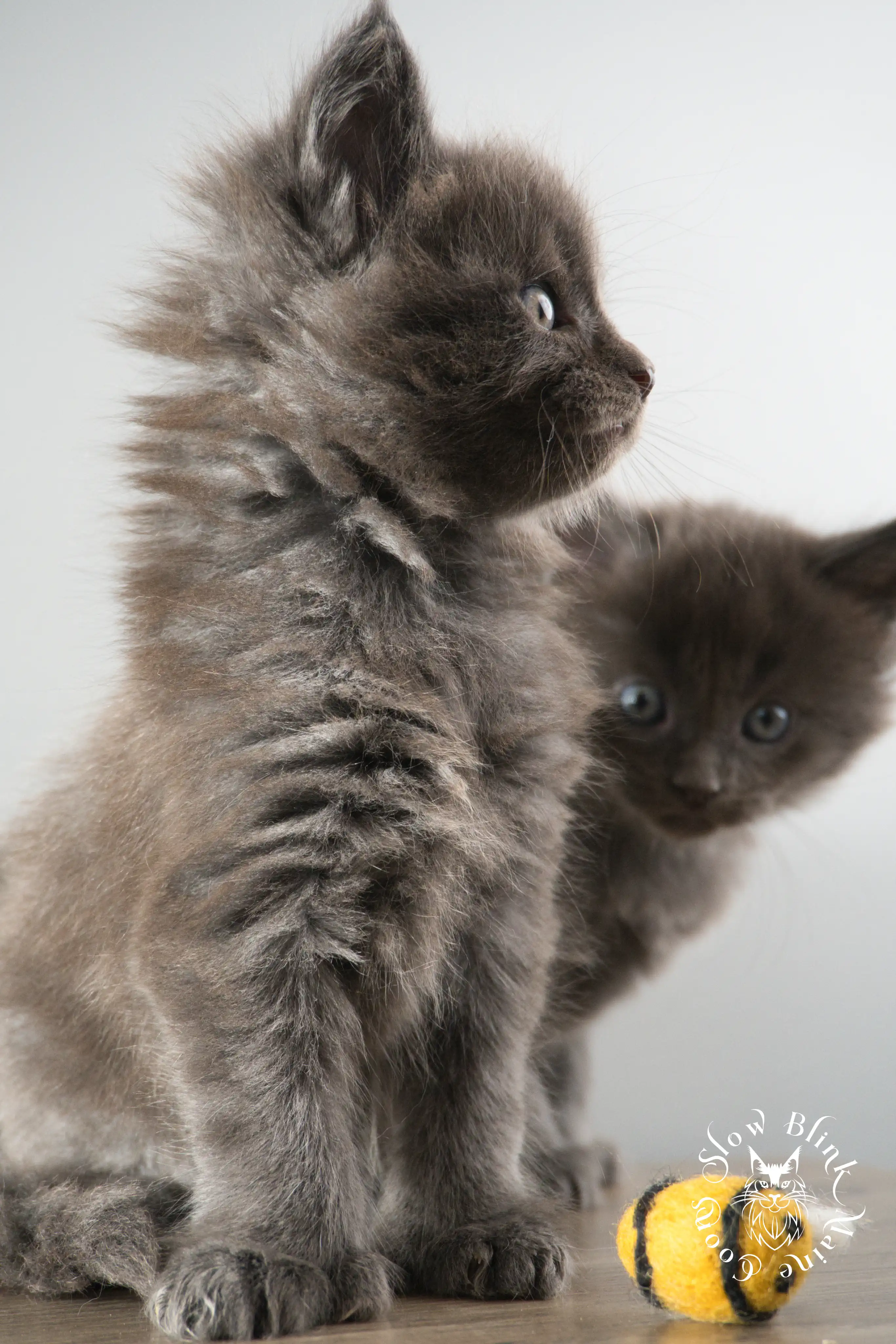 Blue Smoke Maine Coon Kittens > blue smoke | maine coon kitten | ems code as | slowblinkmainecoons | 888