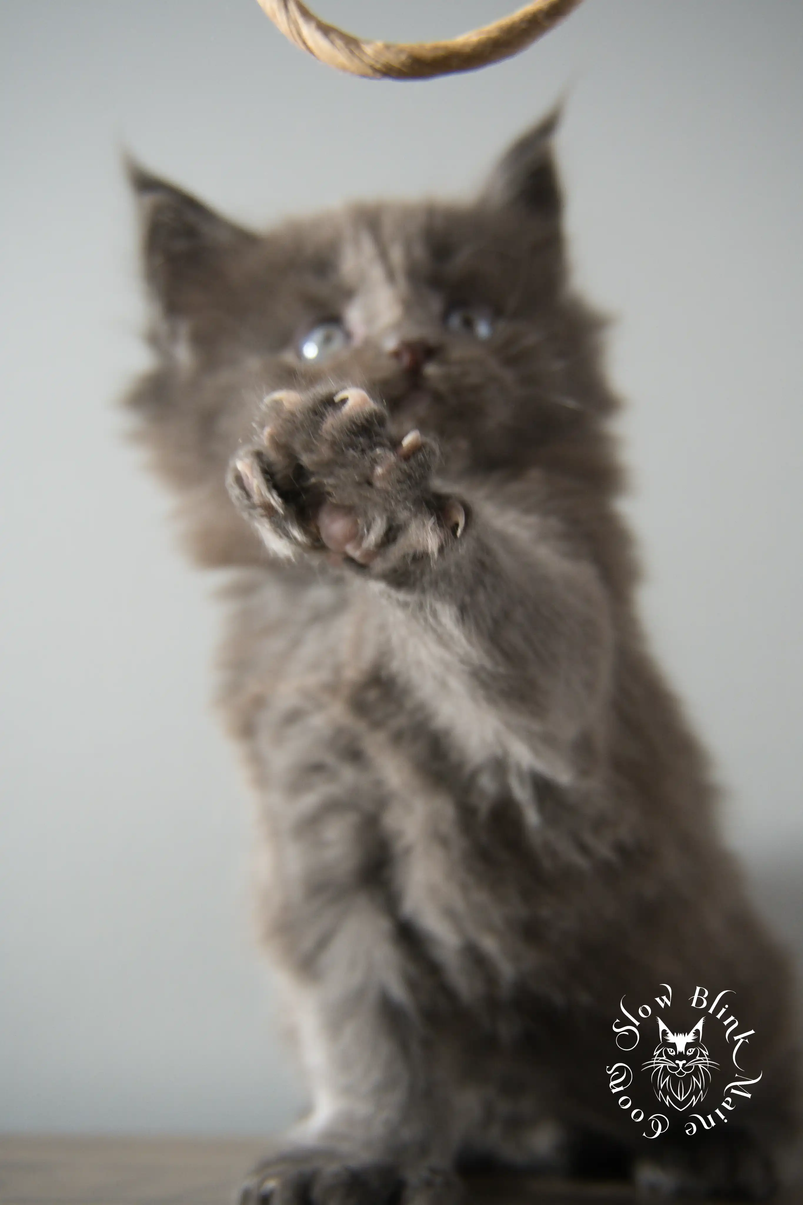 Blue Smoke Maine Coon Kittens > blue smoke | maine coon kitten | ems code as | slowblinkmainecoons | 889