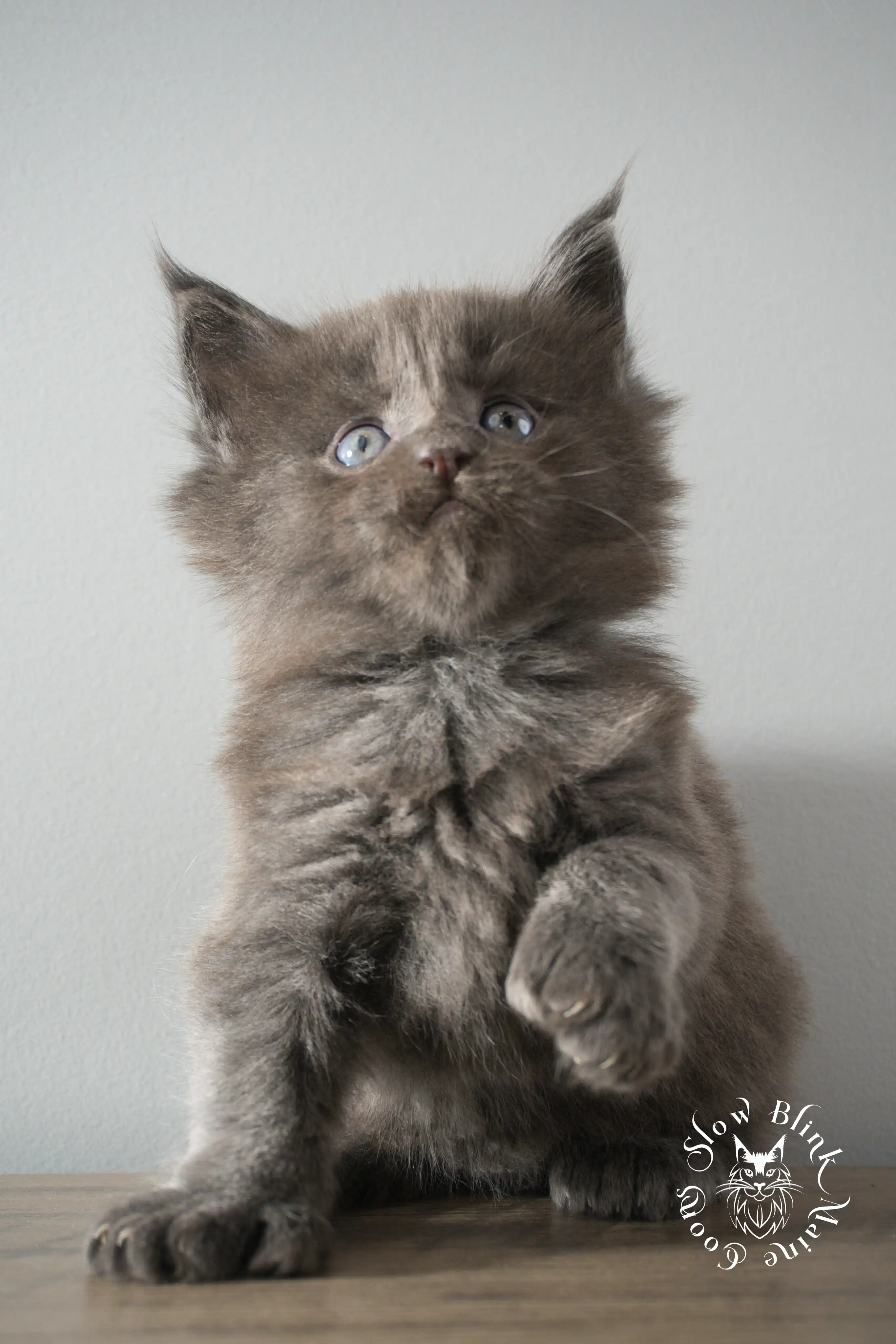 Blue Smoke Maine Coon Kittens > blue smoke | maine coon kitten | ems code as | slowblinkmainecoons | 890