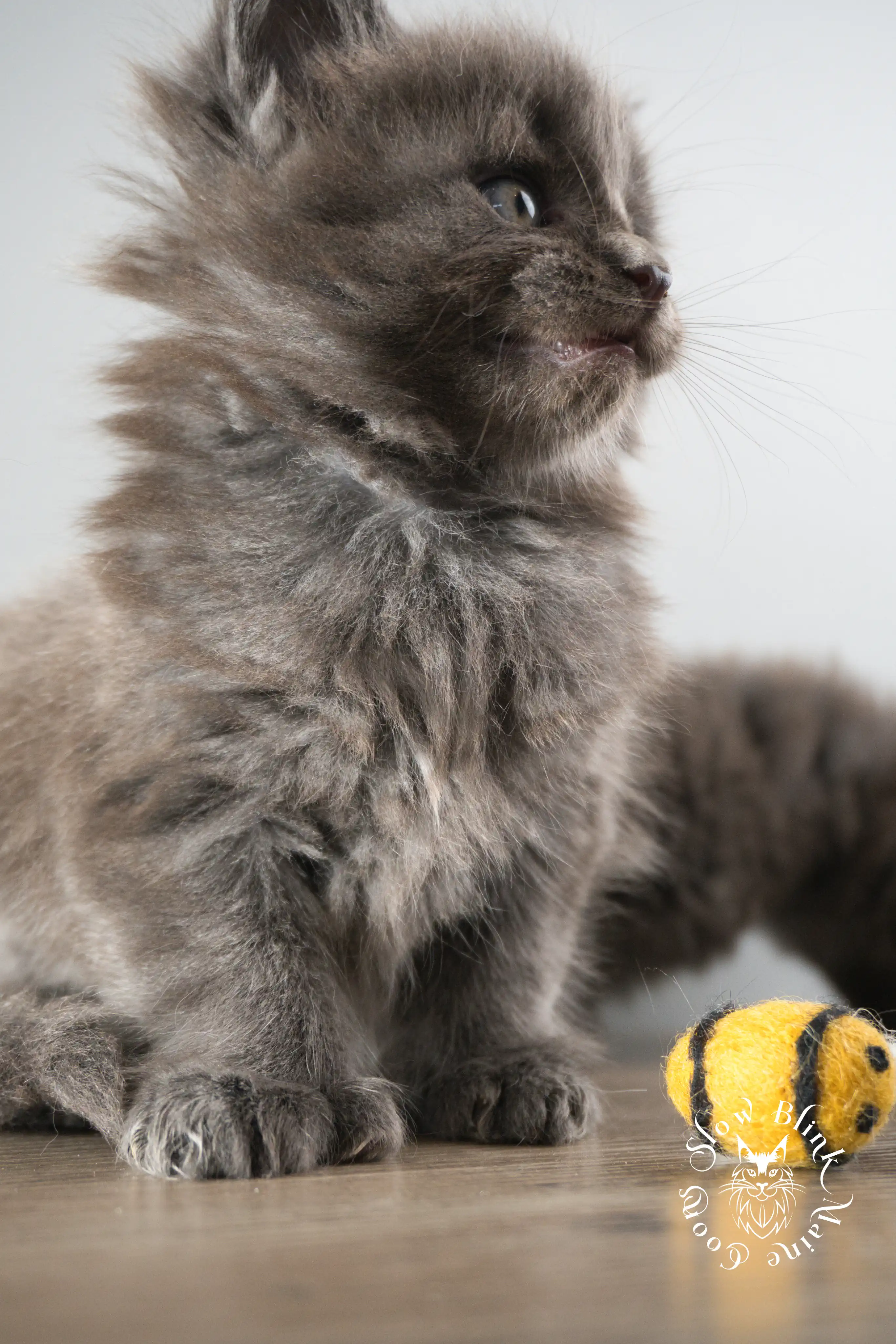 Blue Smoke Maine Coon Kittens > blue smoke | maine coon kitten | ems code as | slowblinkmainecoons | 891