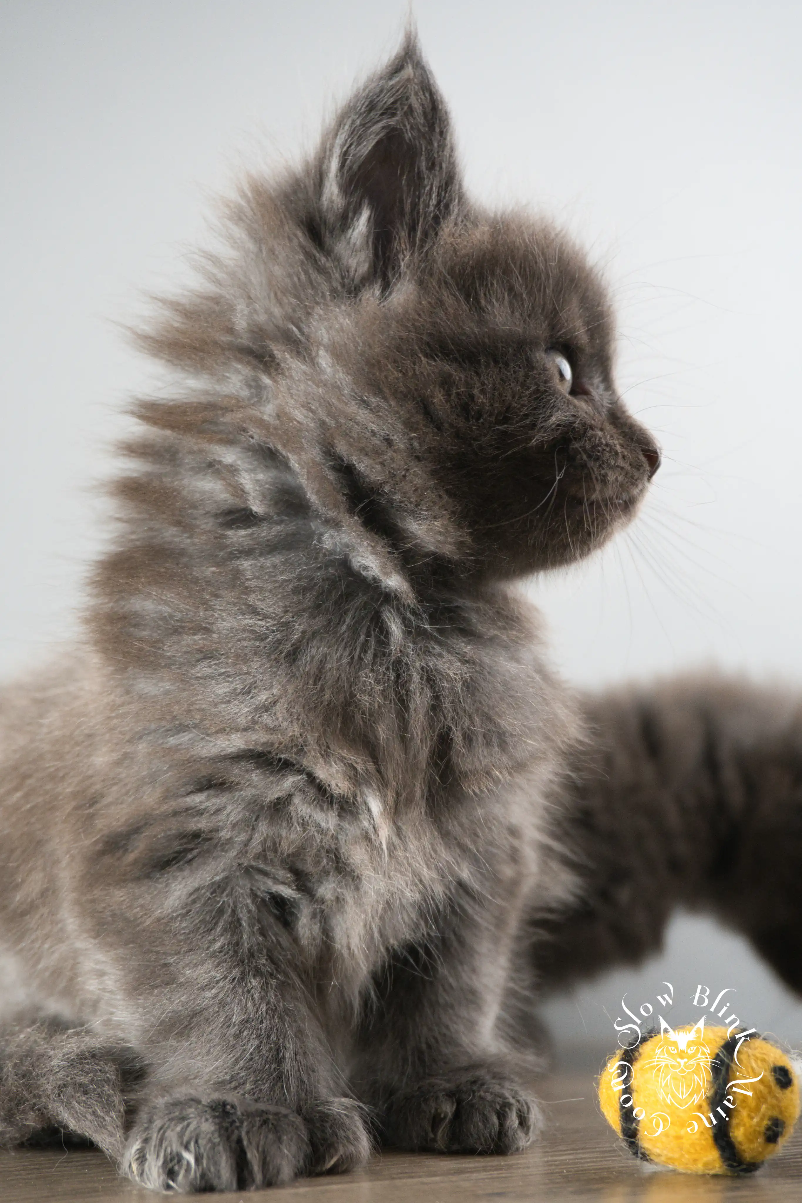 Blue Smoke Maine Coon Kittens > blue smoke | maine coon kitten | ems code as | slowblinkmainecoons | 892