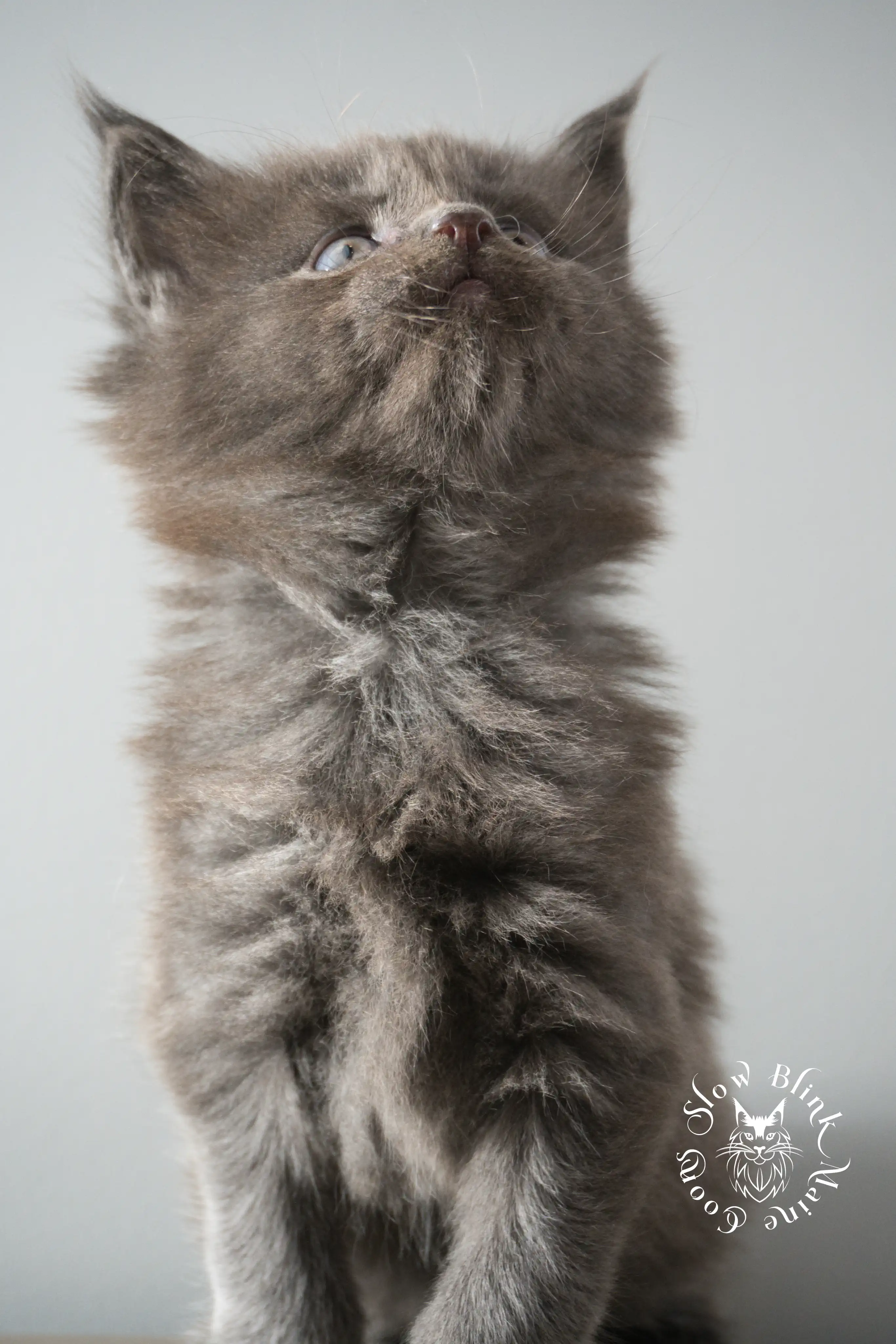 Blue Smoke Maine Coon Kittens > blue smoke | maine coon kitten | ems code as | slowblinkmainecoons | 893