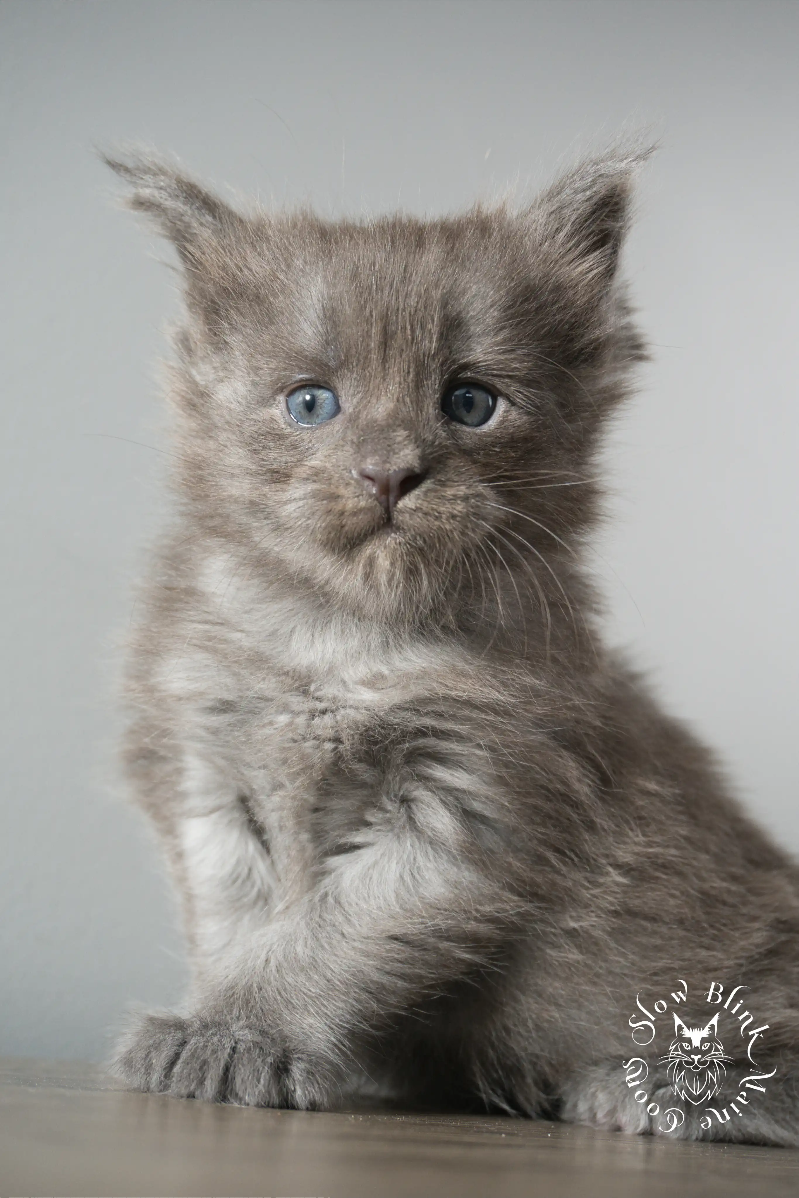 Blue Smoke Maine Coon Kittens > blue smoke | maine coon kitten | ems code as | slowblinkmainecoons | 917