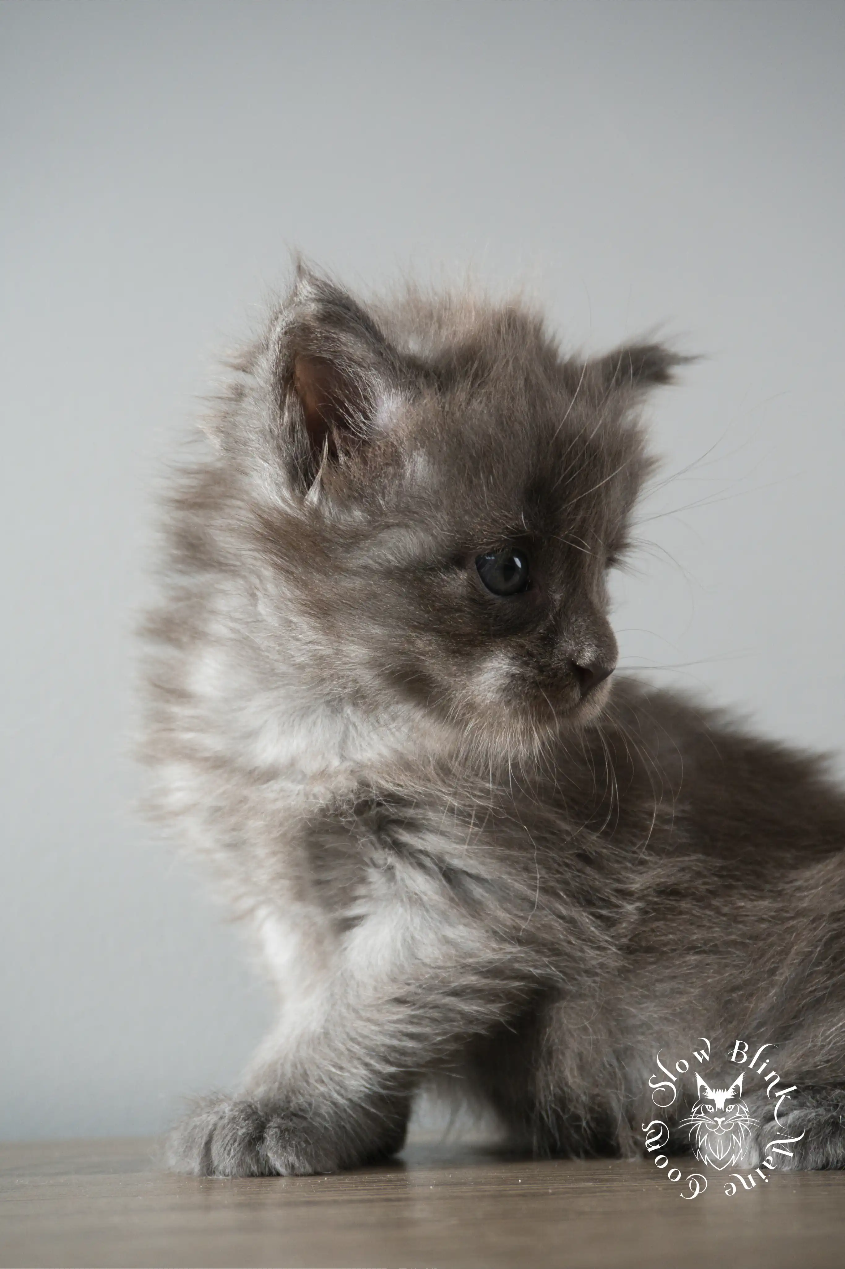Blue Smoke Maine Coon Kittens > blue smoke | maine coon kitten | ems code as | slowblinkmainecoons | 918