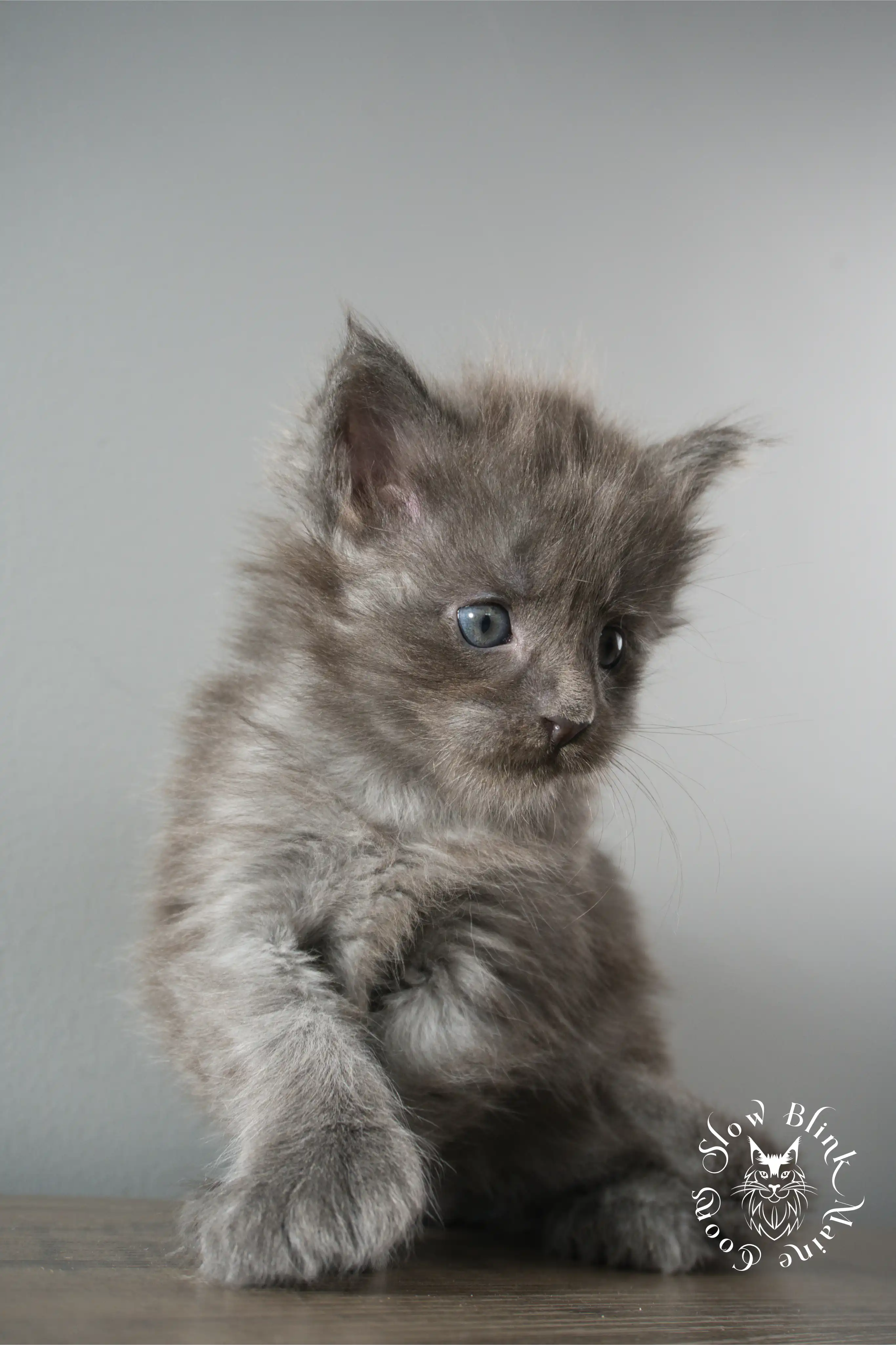 Blue Smoke Maine Coon Kittens > blue smoke | maine coon kitten | ems code as | slowblinkmainecoons | 919