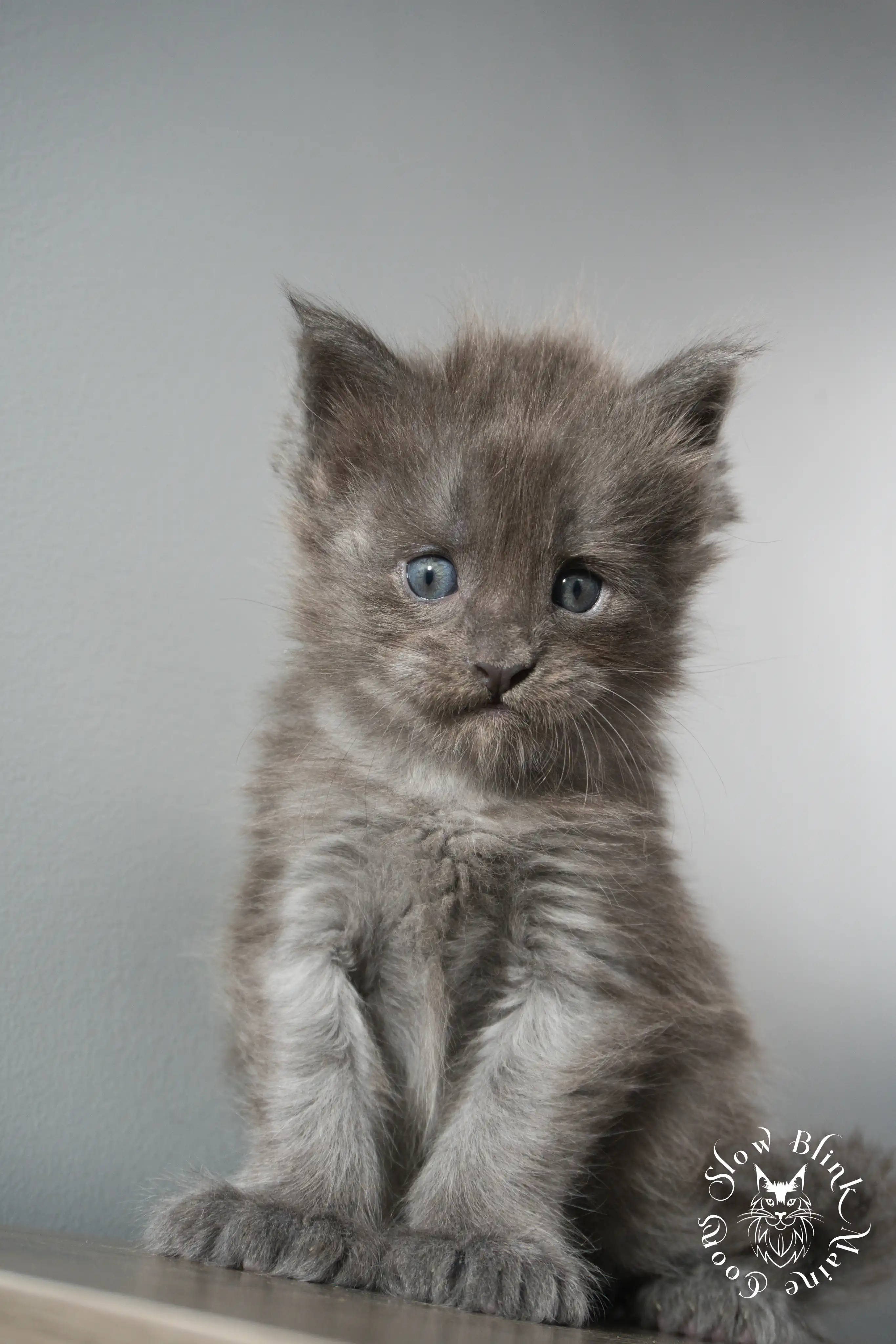 Blue Smoke Maine Coon Kittens > blue smoke | maine coon kitten | ems code as | slowblinkmainecoons | 920