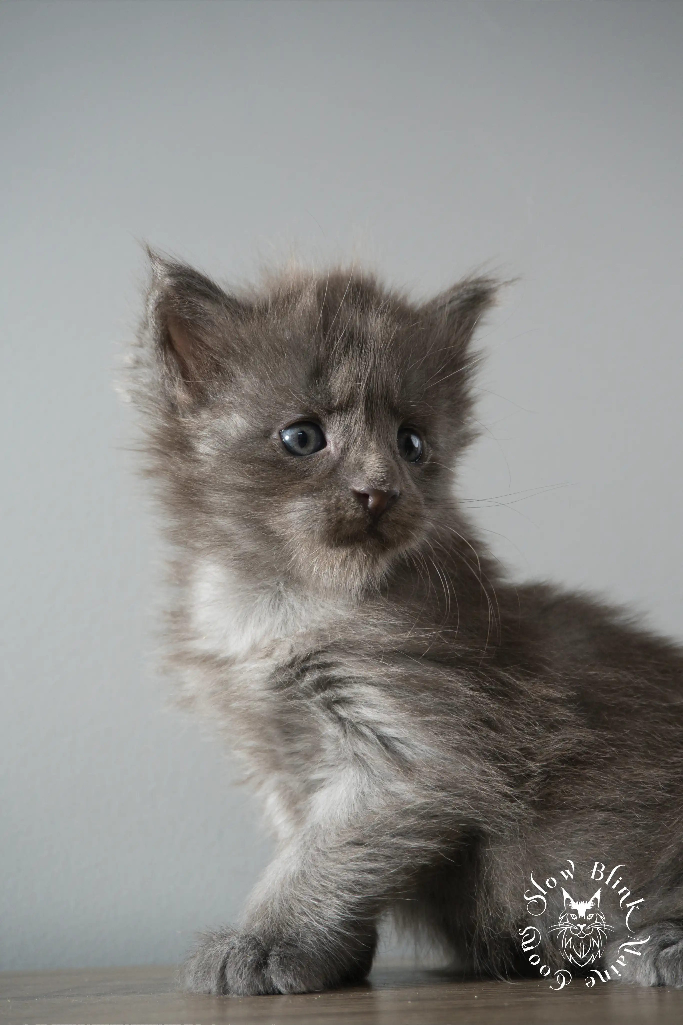 Blue Smoke Maine Coon Kittens > blue smoke | maine coon kitten | ems code as | slowblinkmainecoons | 921