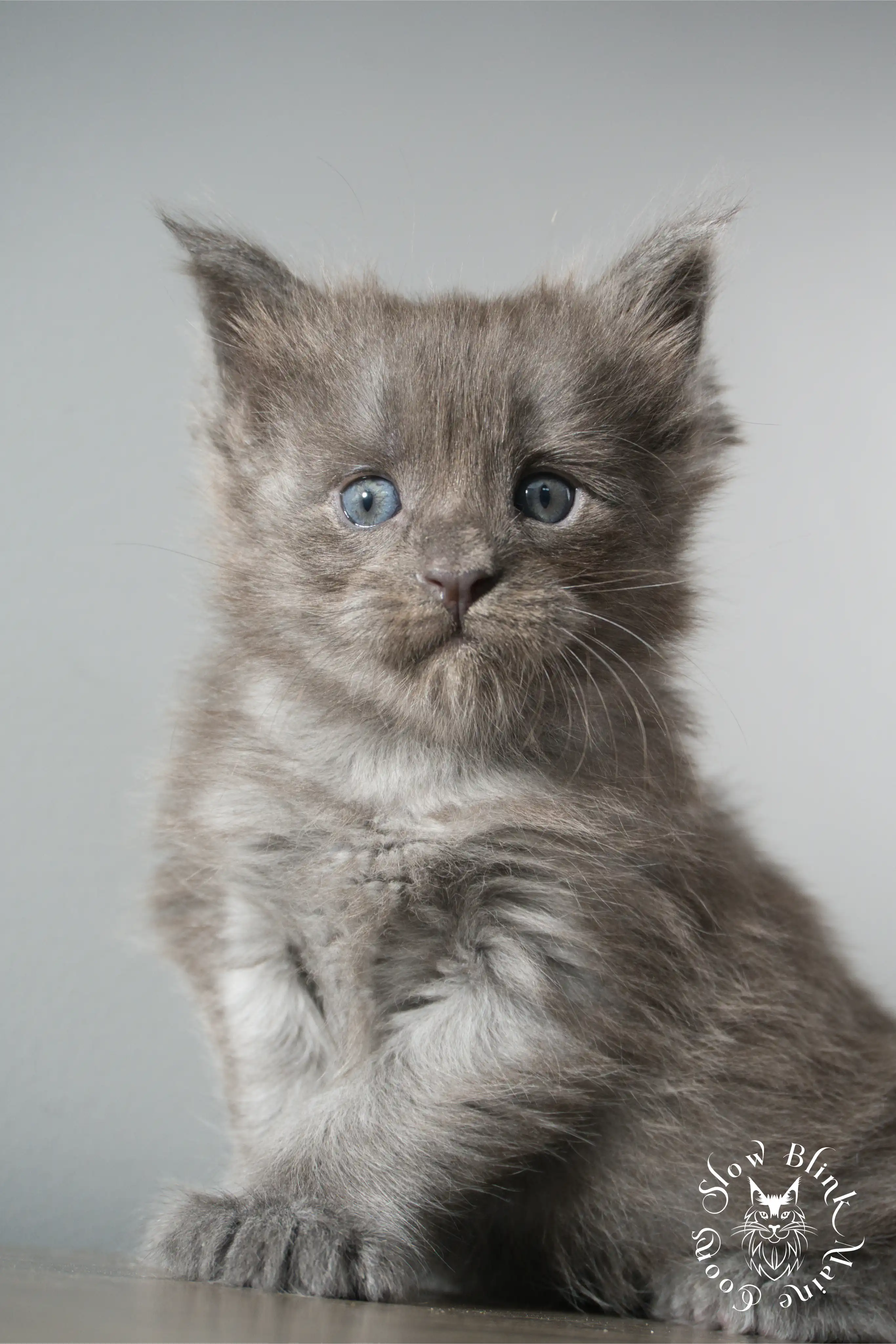 Blue Smoke Maine Coon Kittens > blue smoke | maine coon kitten | ems code as | slowblinkmainecoons | 922