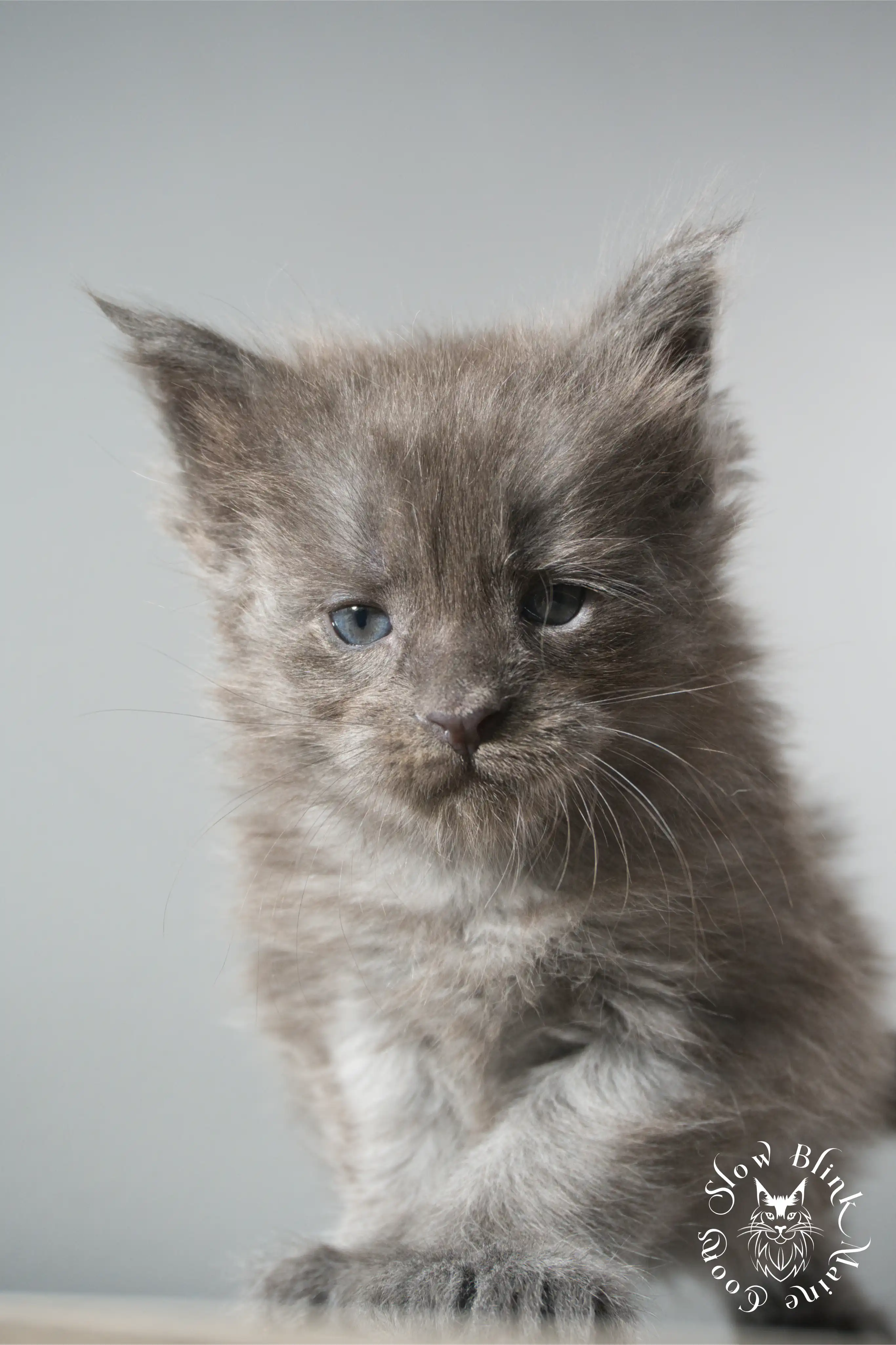 Blue Smoke Maine Coon Kittens > blue smoke | maine coon kitten | ems code as | slowblinkmainecoons | 923