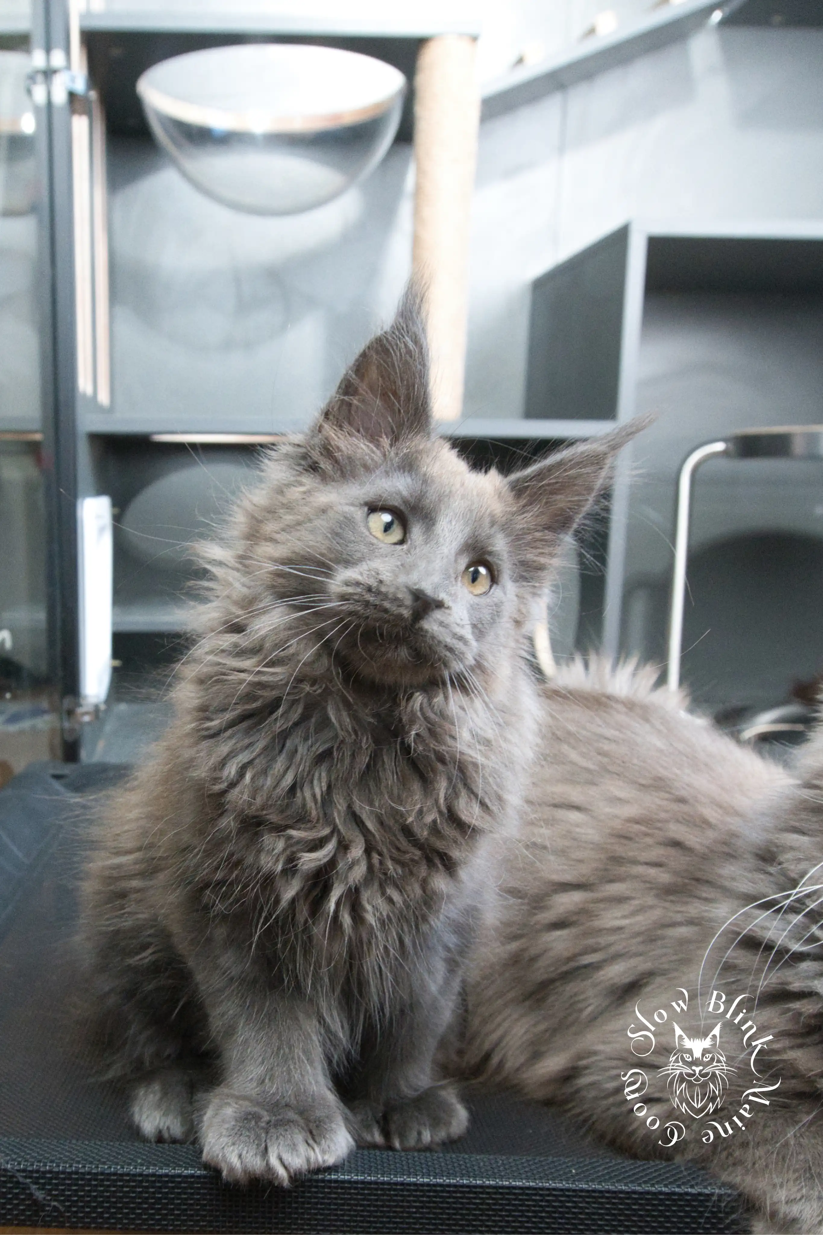 Blue Smoke Maine Coon Kittens > blue smoke | maine coon kitten | ems code as | slowblinkmainecoons | 933