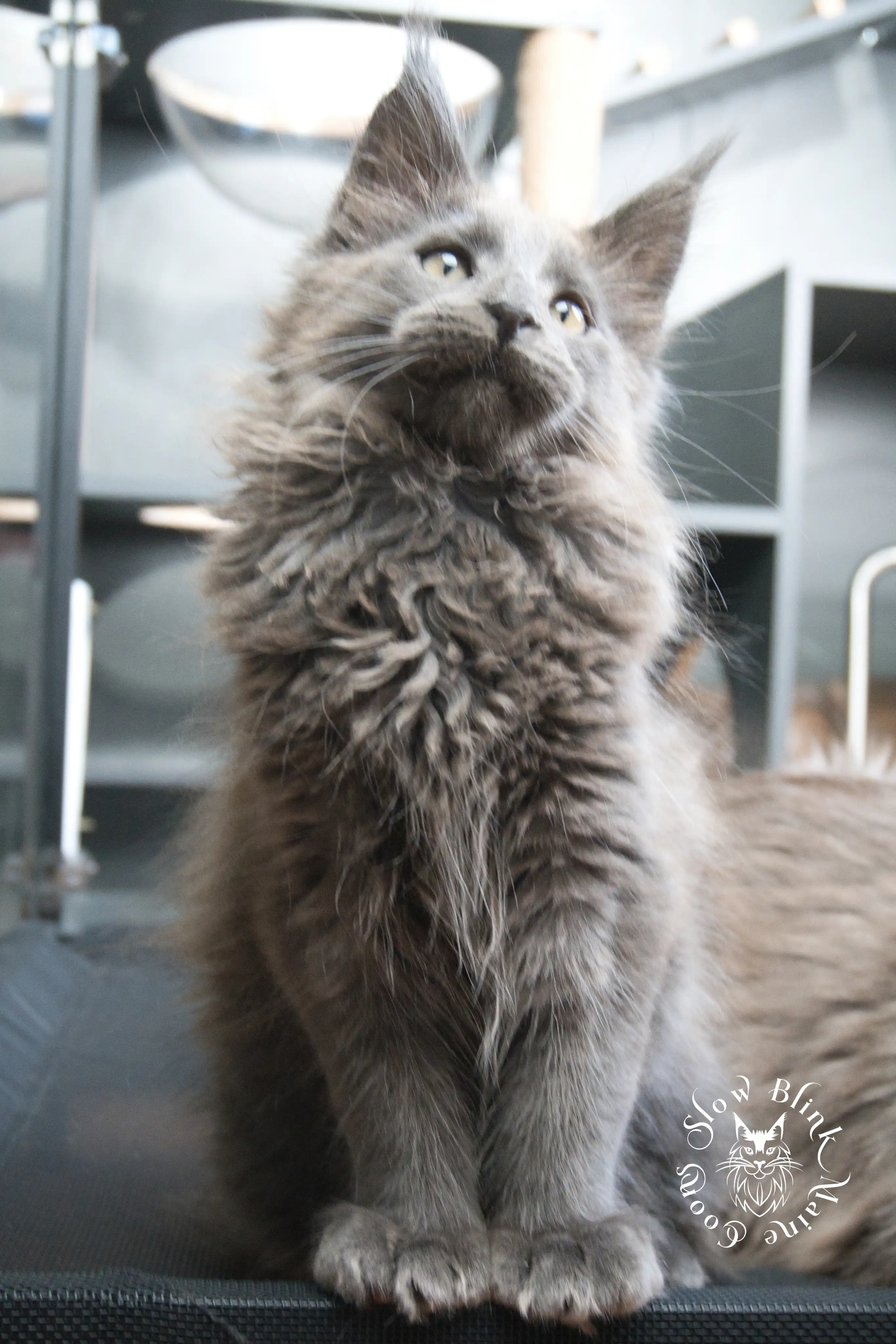 Blue Smoke Maine Coon Kittens > blue smoke | maine coon kitten | ems code as | slowblinkmainecoons | 934