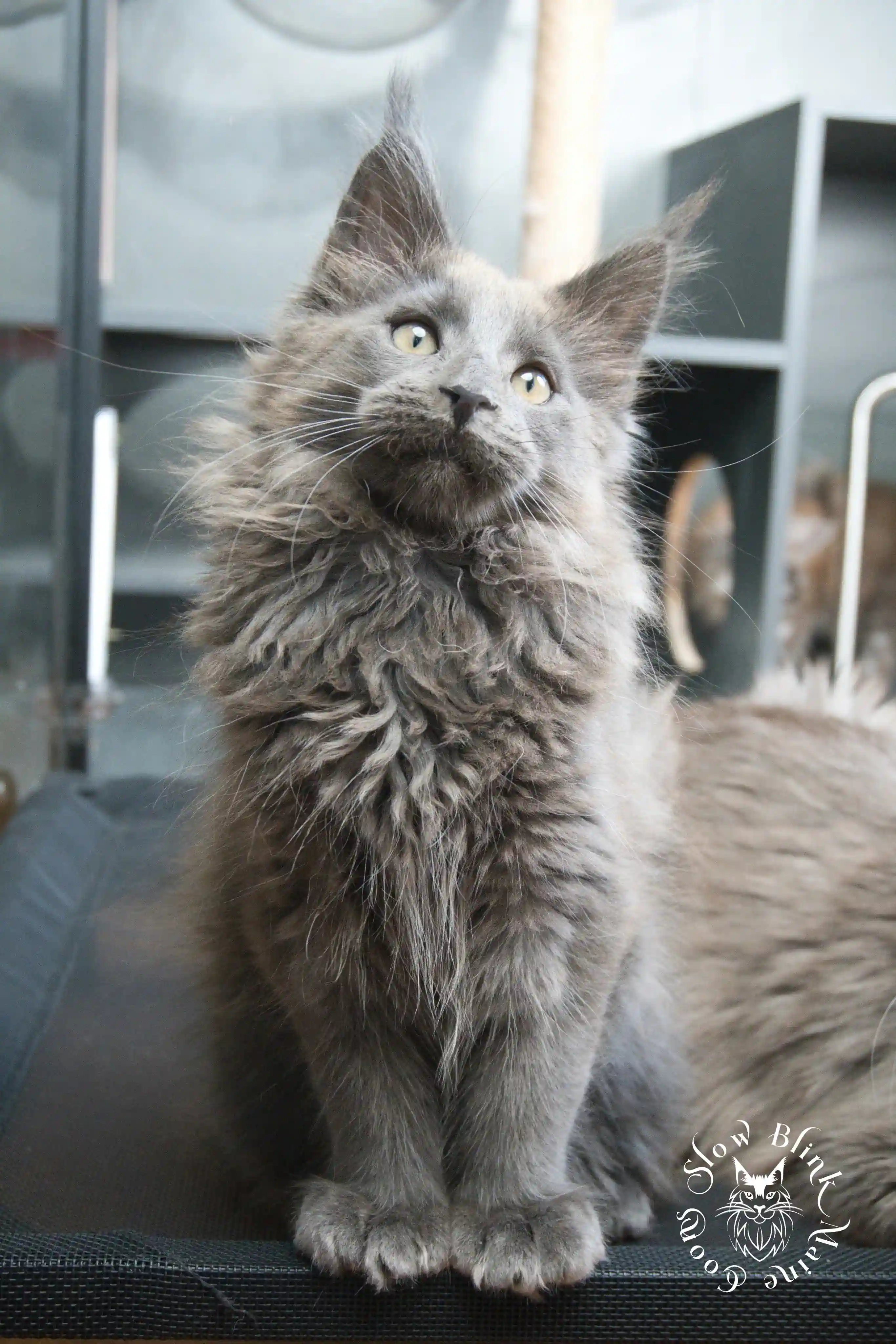 Blue Smoke Maine Coon Kittens > blue smoke | maine coon kitten | ems code as | slowblinkmainecoons | 935