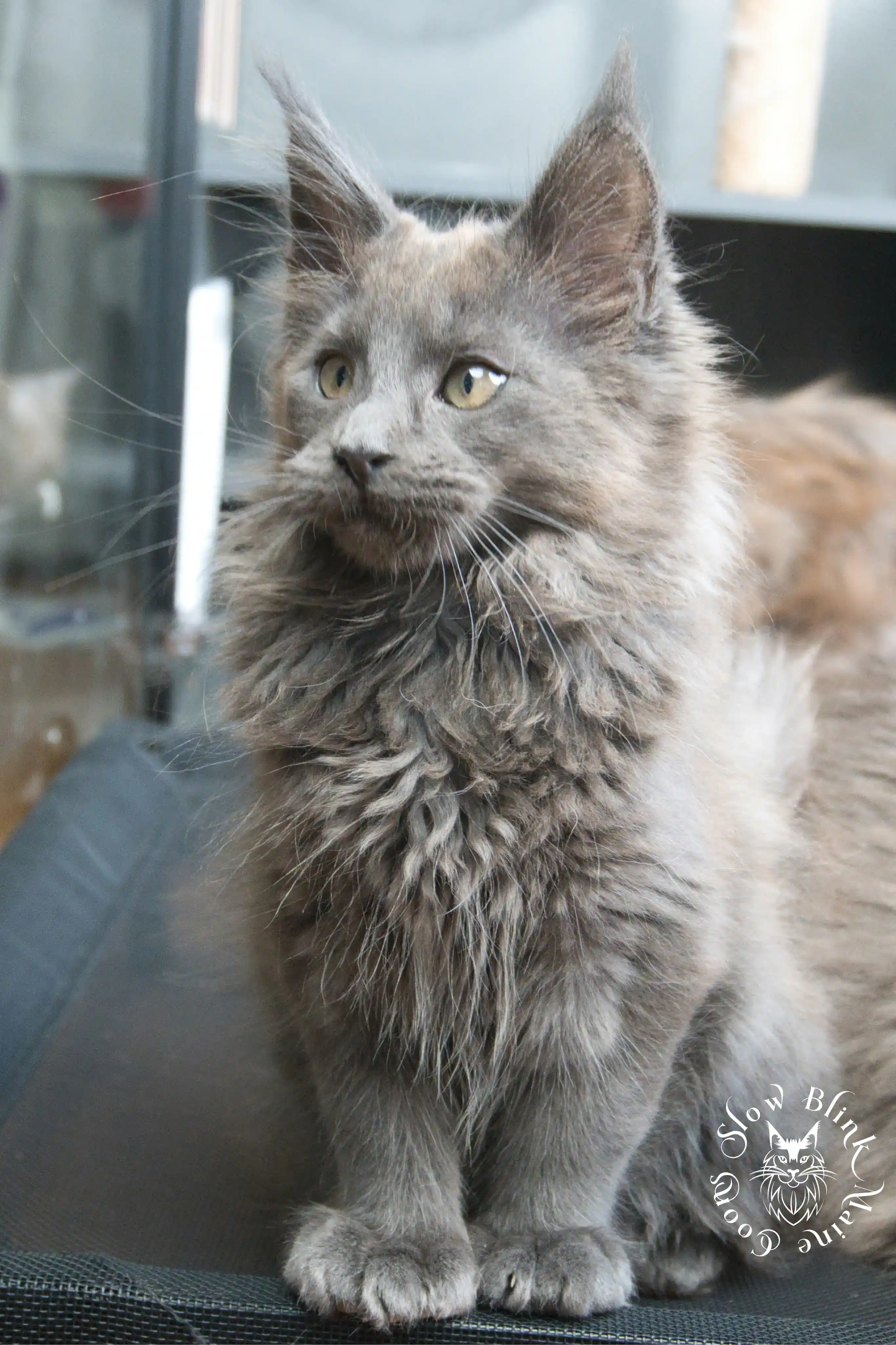 Blue Smoke Maine Coon Kittens > blue smoke | maine coon kitten | ems code as | slowblinkmainecoons | 936