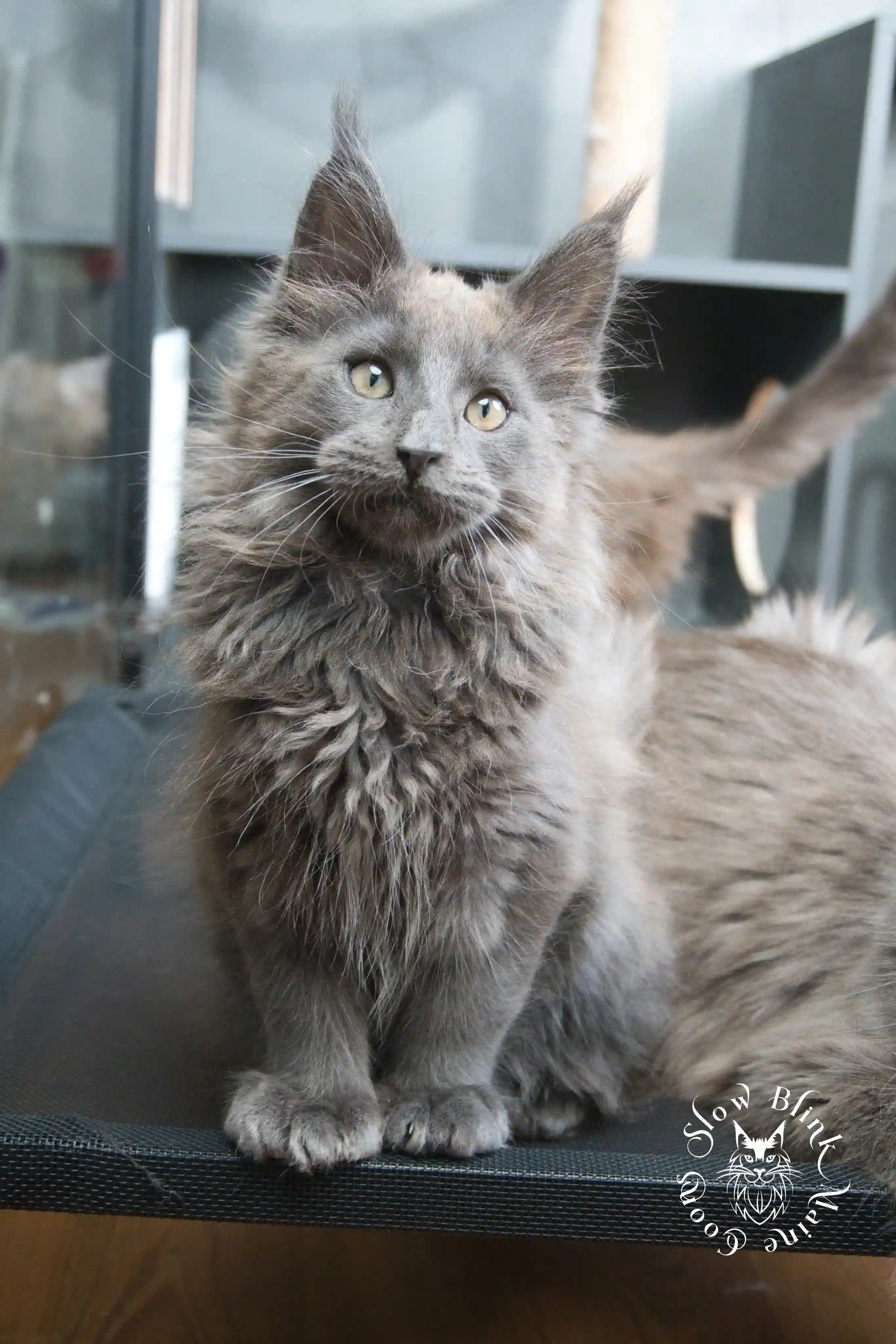 Blue Smoke Maine Coon Kittens > blue smoke | maine coon kitten | ems code as | slowblinkmainecoons | 937
