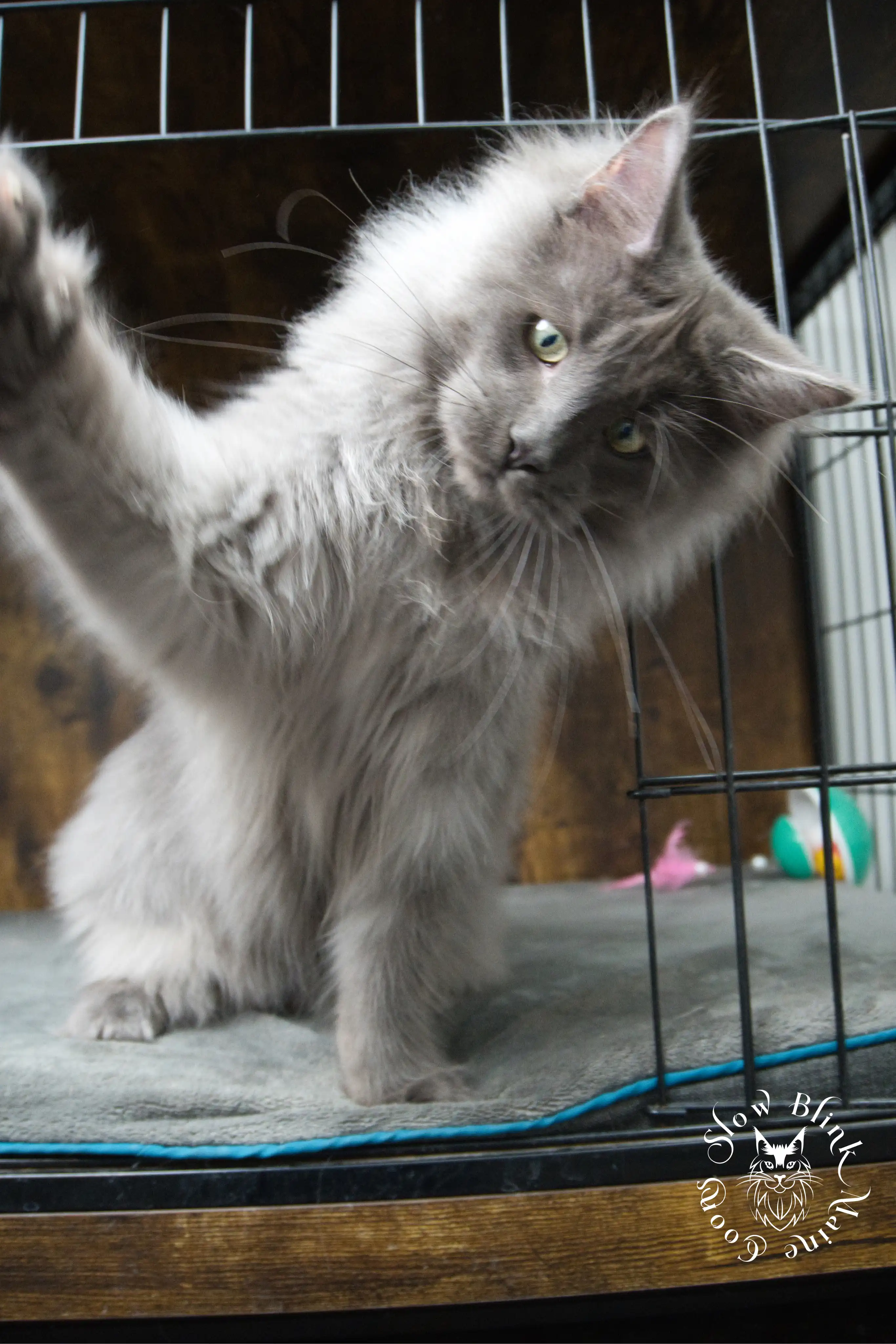 Blue Smoke Maine Coon Kittens > blue smoke | maine coon kitten | ems code as | slowblinkmainecoons | 945