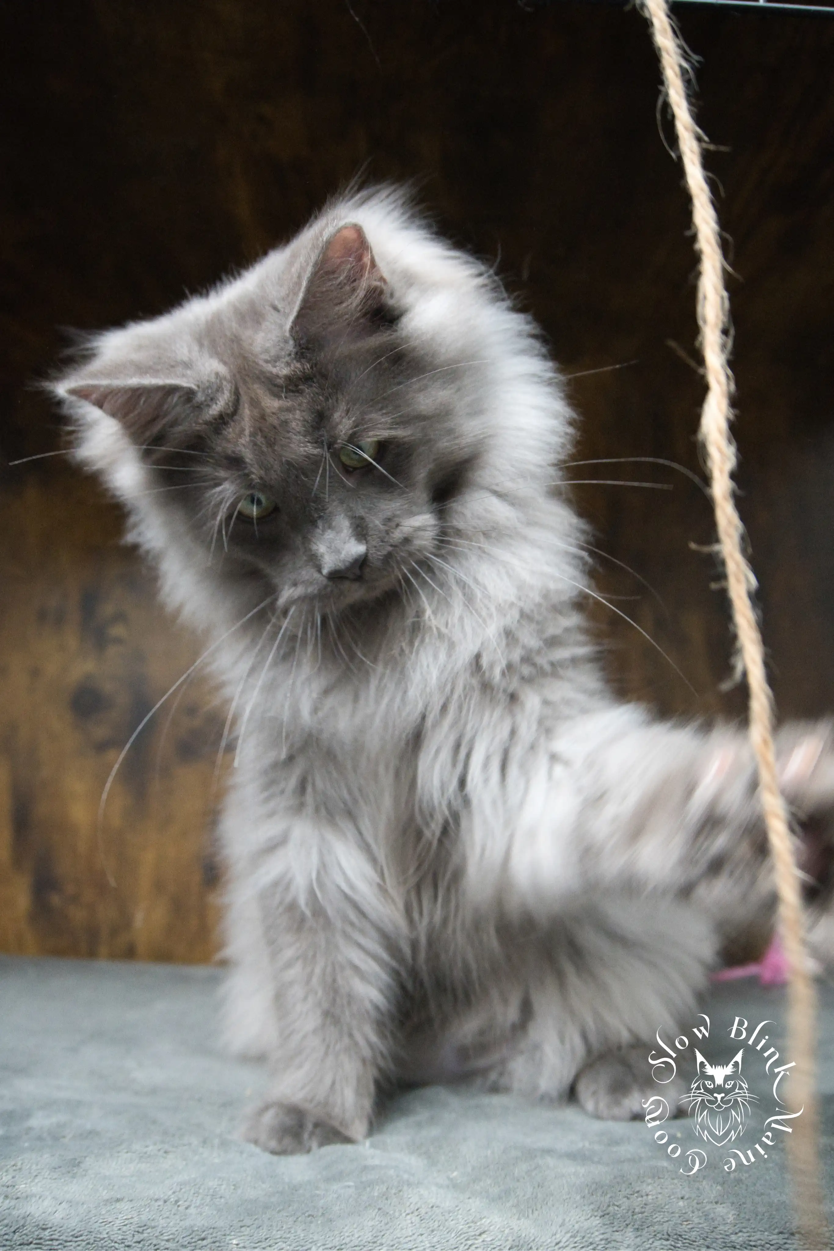 Blue Smoke Maine Coon Kittens > blue smoke | maine coon kitten | ems code as | slowblinkmainecoons | 946