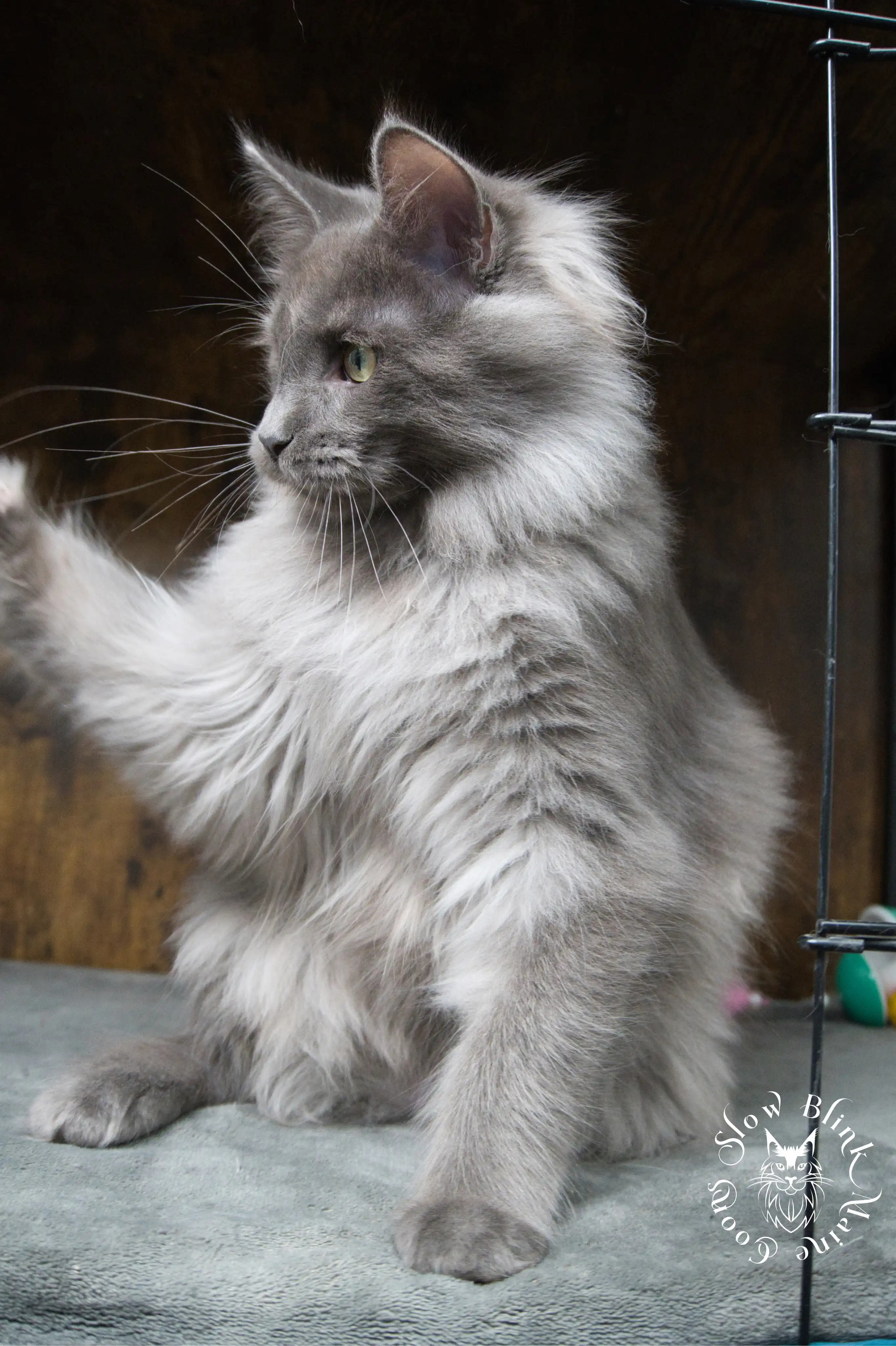 Blue Smoke Maine Coon Kittens > blue smoke | maine coon kitten | ems code as | slowblinkmainecoons | 947