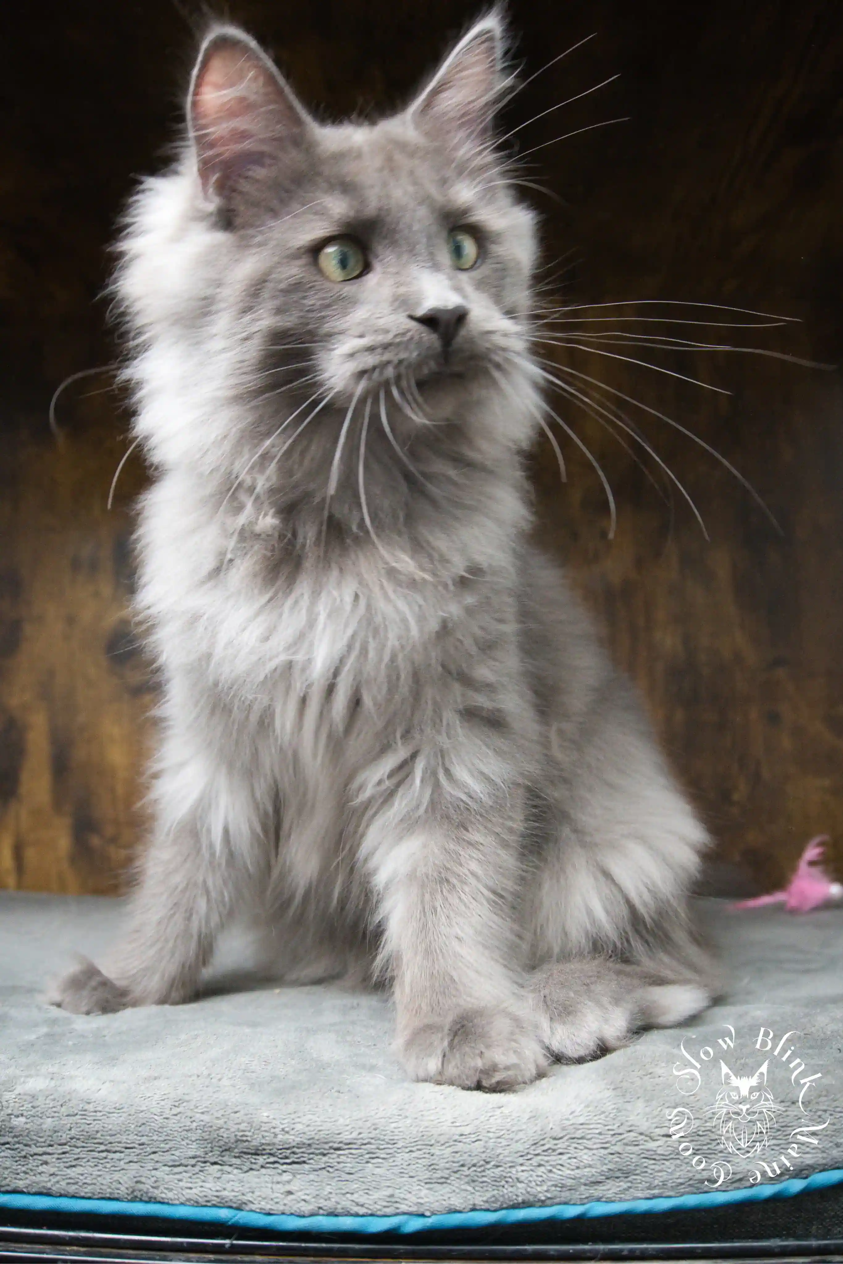 Blue Smoke Maine Coon Kittens > blue smoke | maine coon kitten | ems code as | slowblinkmainecoons | 948