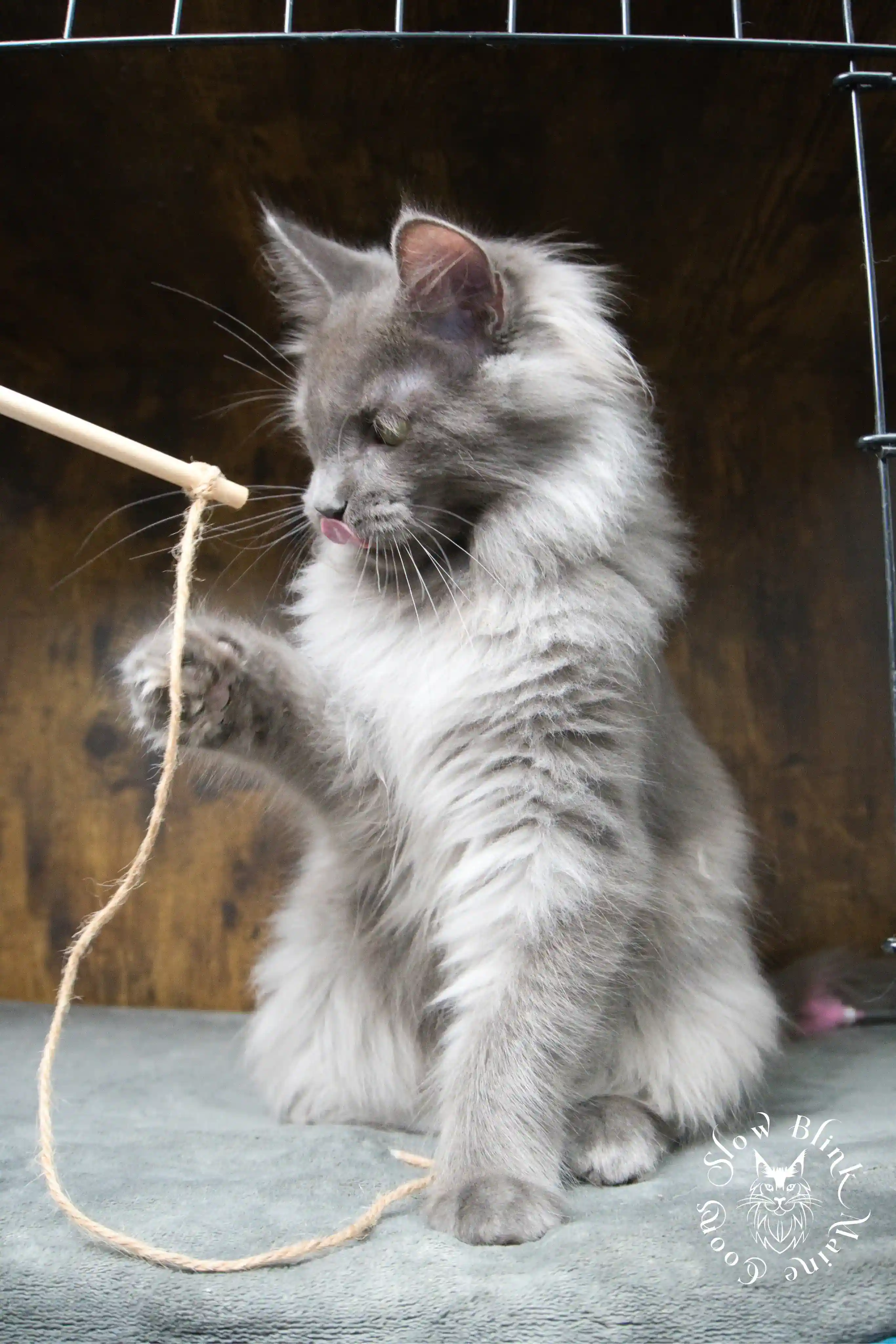 Blue Smoke Maine Coon Kittens > blue smoke | maine coon kitten | ems code as | slowblinkmainecoons | 949