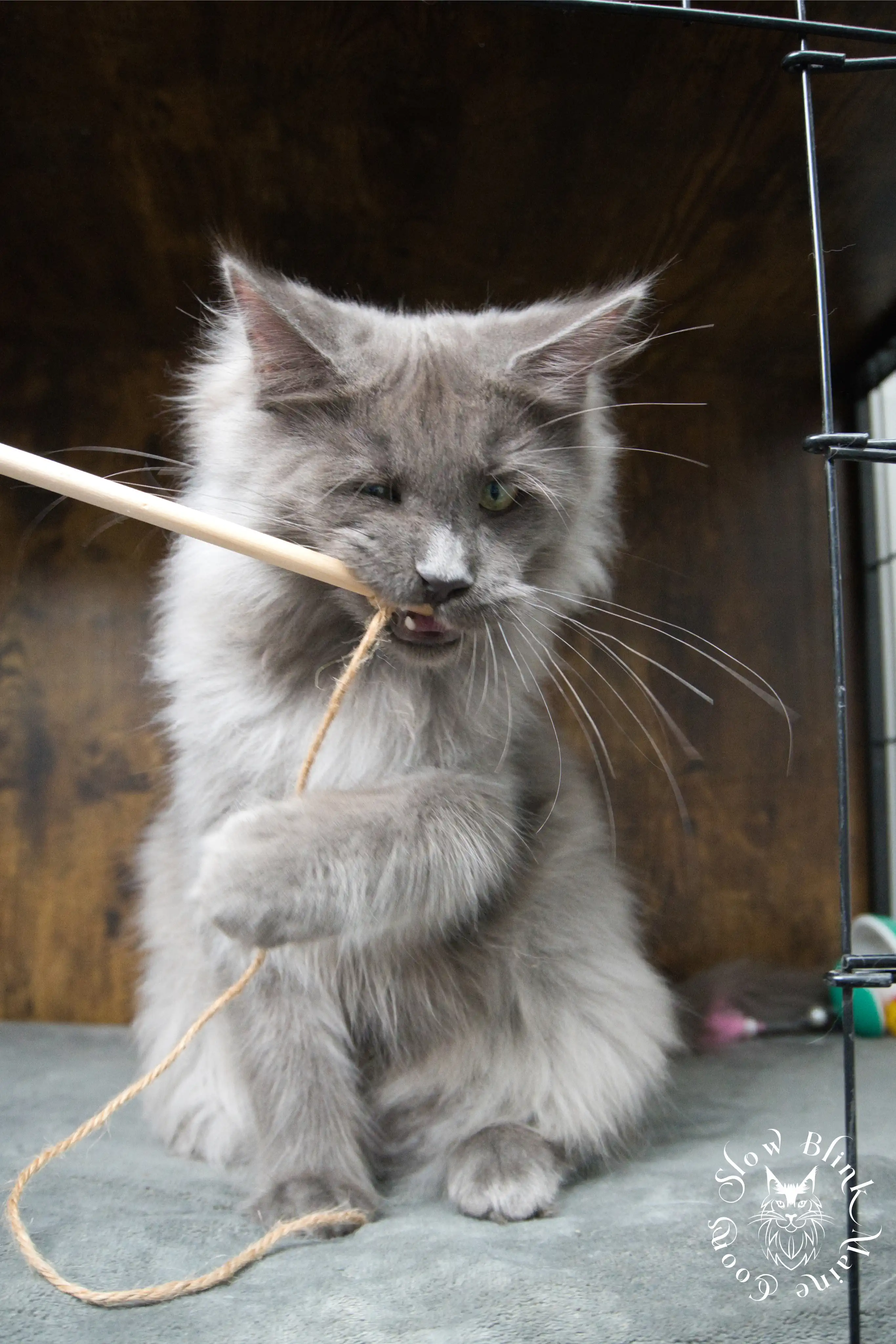 Blue Smoke Maine Coon Kittens > blue smoke | maine coon kitten | ems code as | slowblinkmainecoons | 951