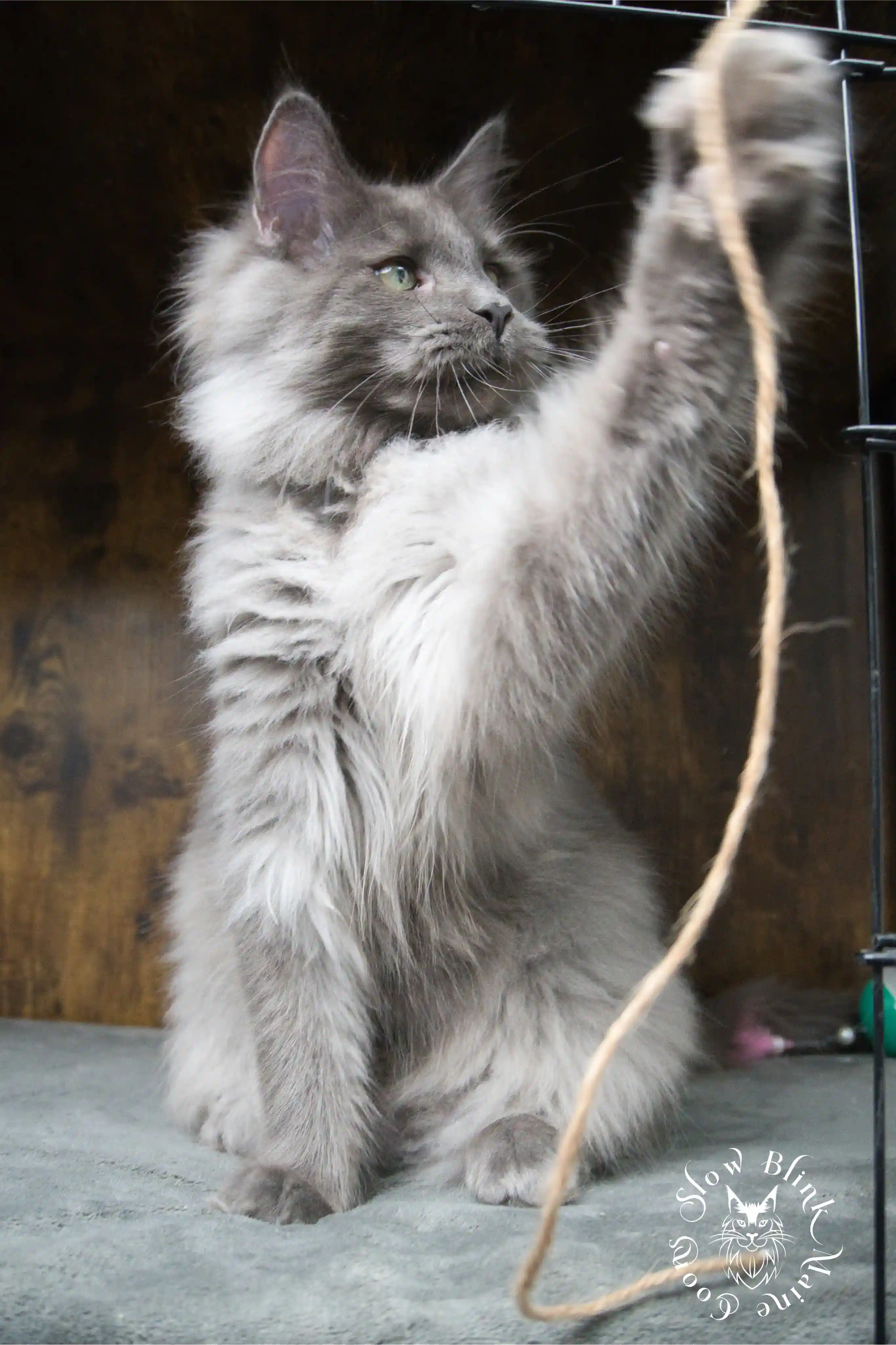 Blue Smoke Maine Coon Kittens > blue smoke | maine coon kitten | ems code as | slowblinkmainecoons | 952
