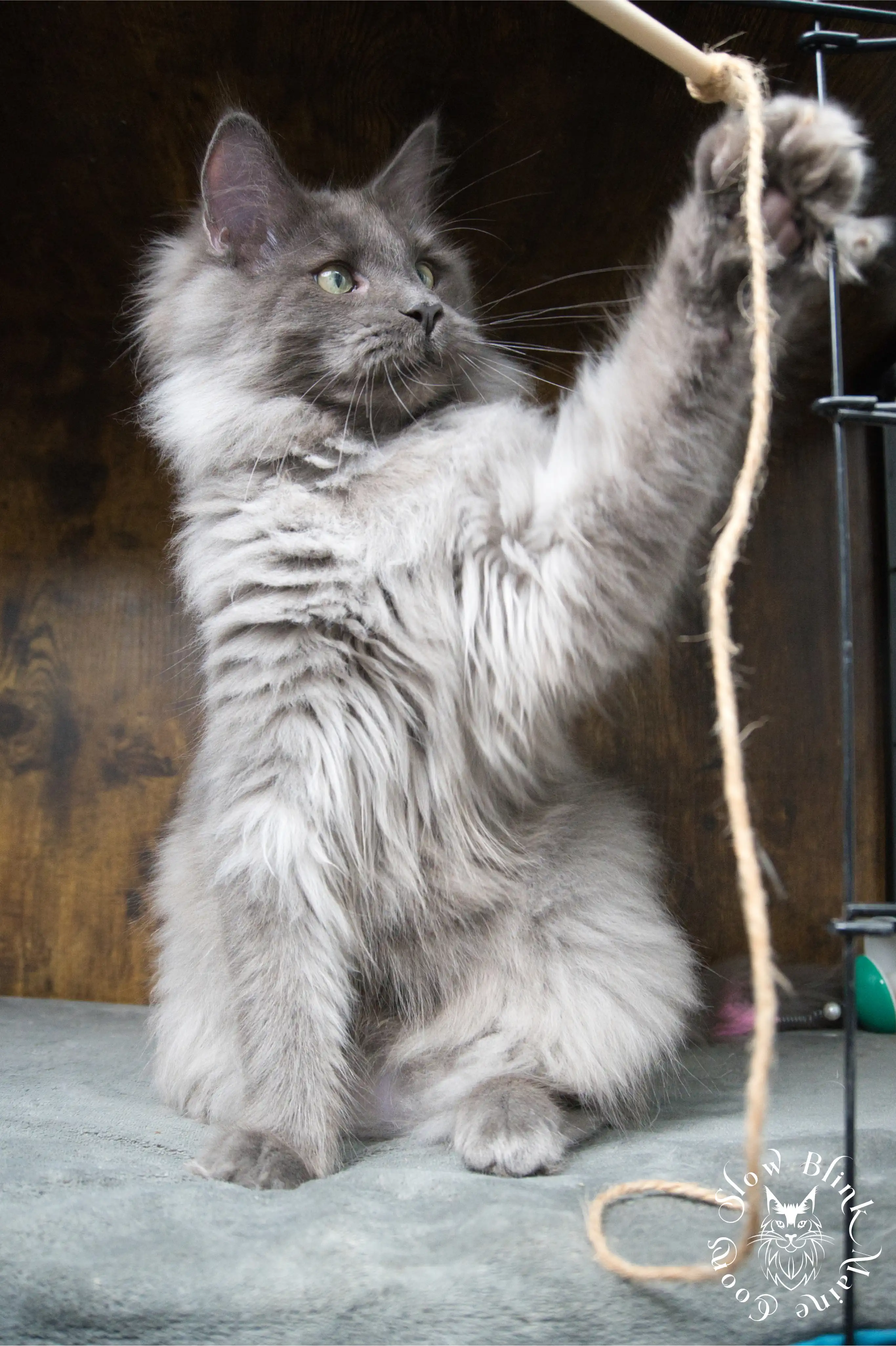 Blue Smoke Maine Coon Kittens > blue smoke | maine coon kitten | ems code as | slowblinkmainecoons | 953