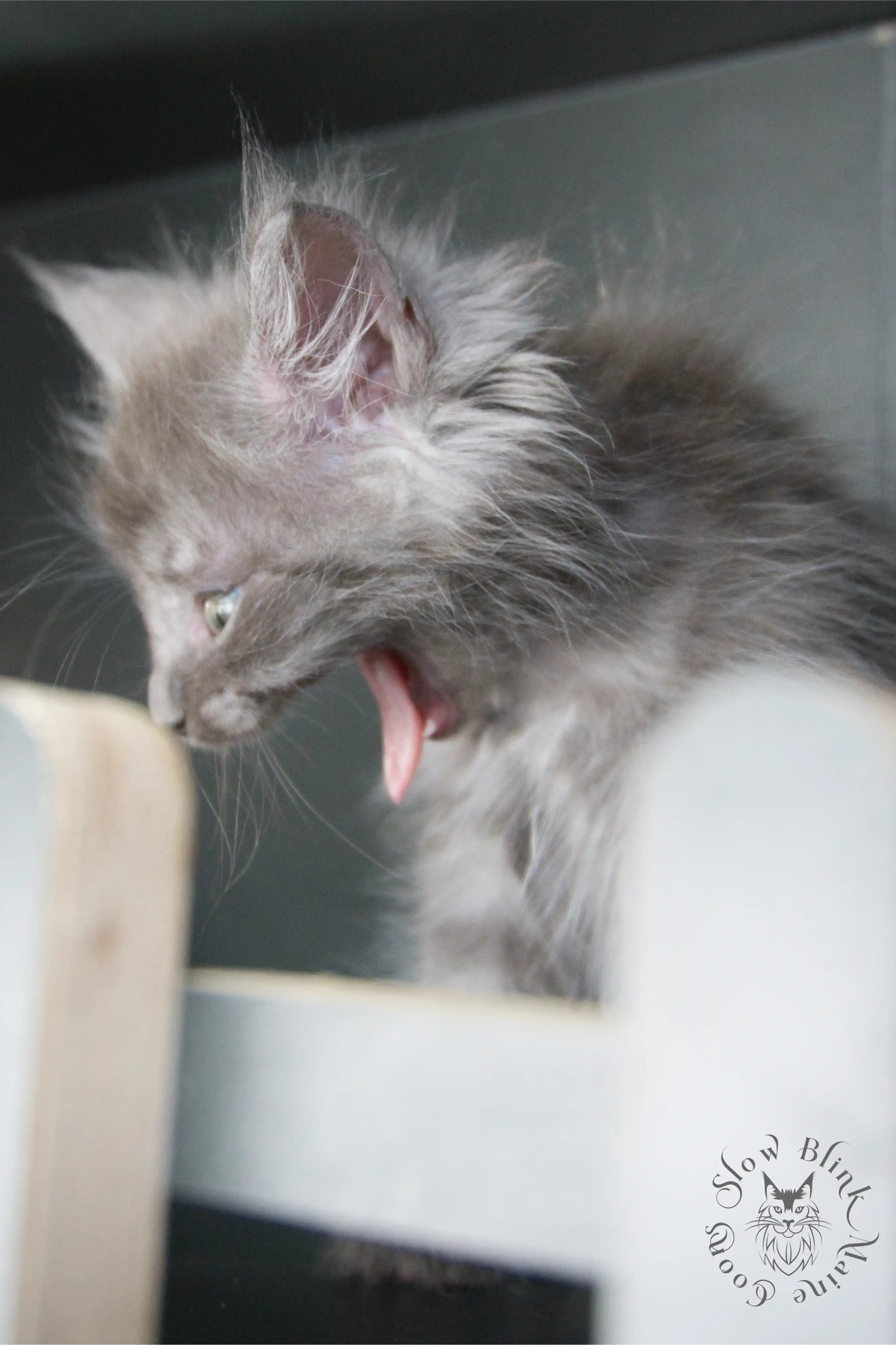 Blue Smoke Maine Coon Kittens > blue smoke | maine coon kitten | ems code as | slowblinkmainecoons | 954