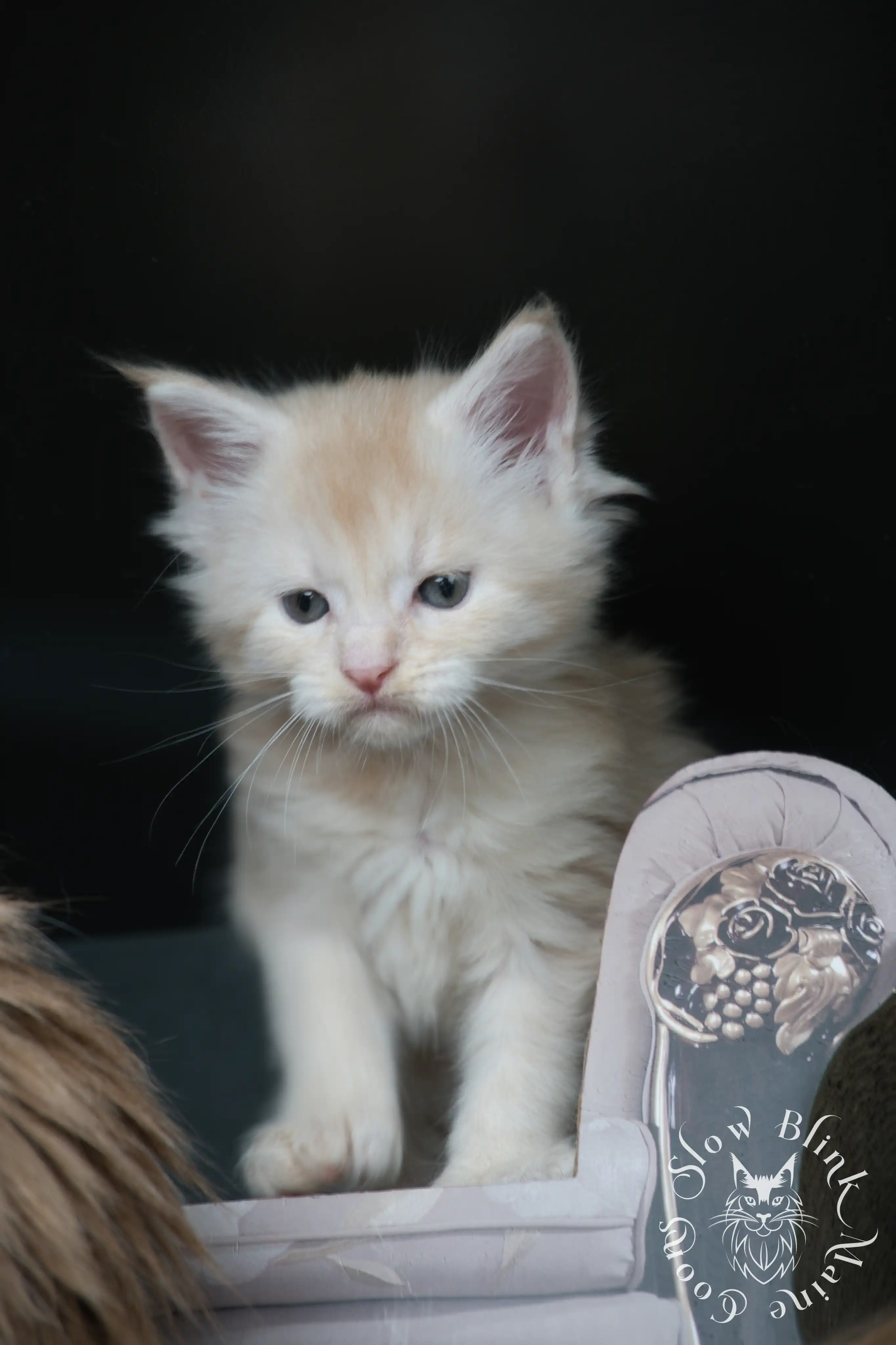 Cream Maine Coon Kittens > silver cream maine coon kitten | slowblinkmainecoons | ems code e es es 21 25 1